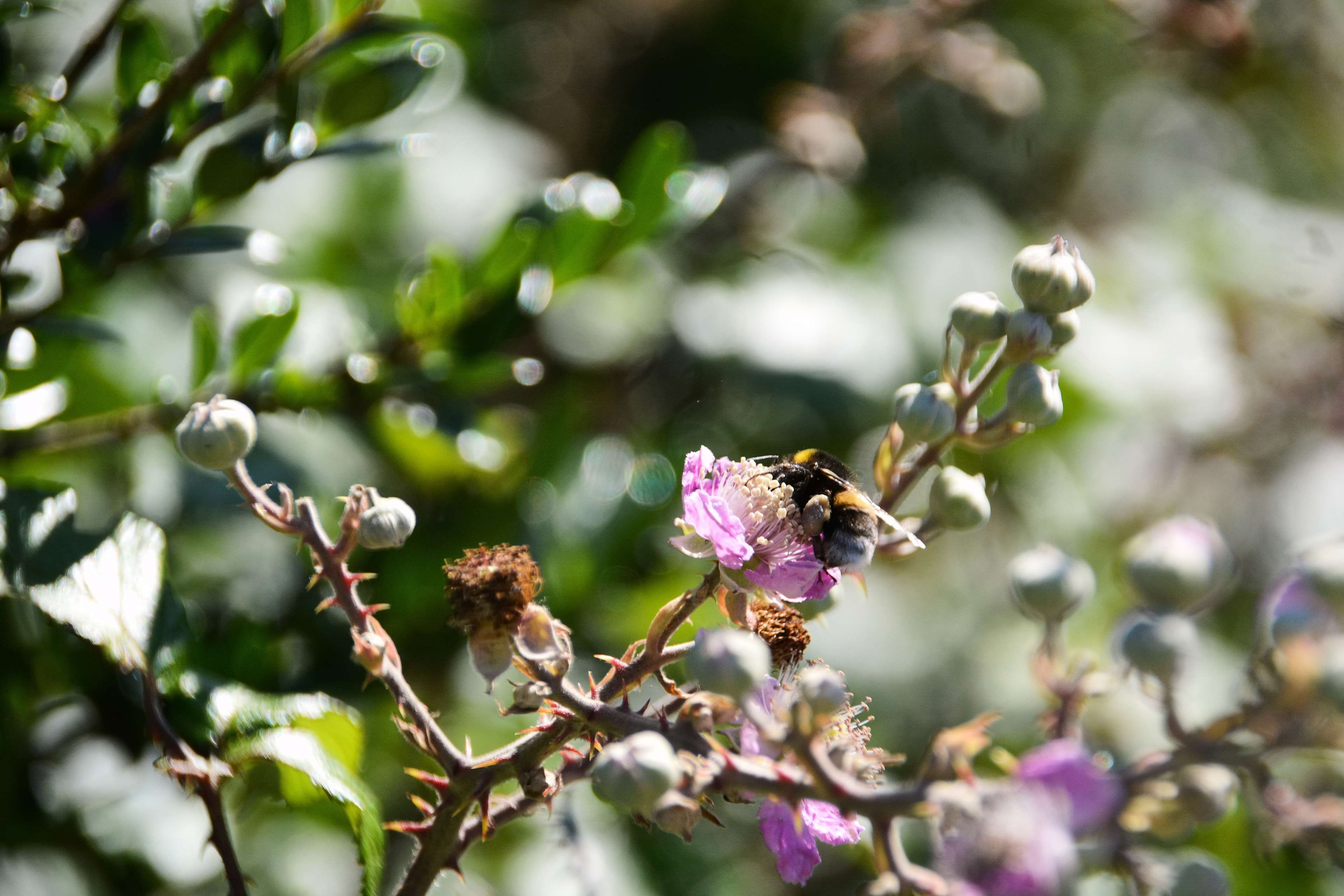 flowering plant, animal themes, close-up, sauvage, flower, animals in the wild, nature, fleur, growth, no people, printemps, one animal, butinage, bee, HD Wallpaper