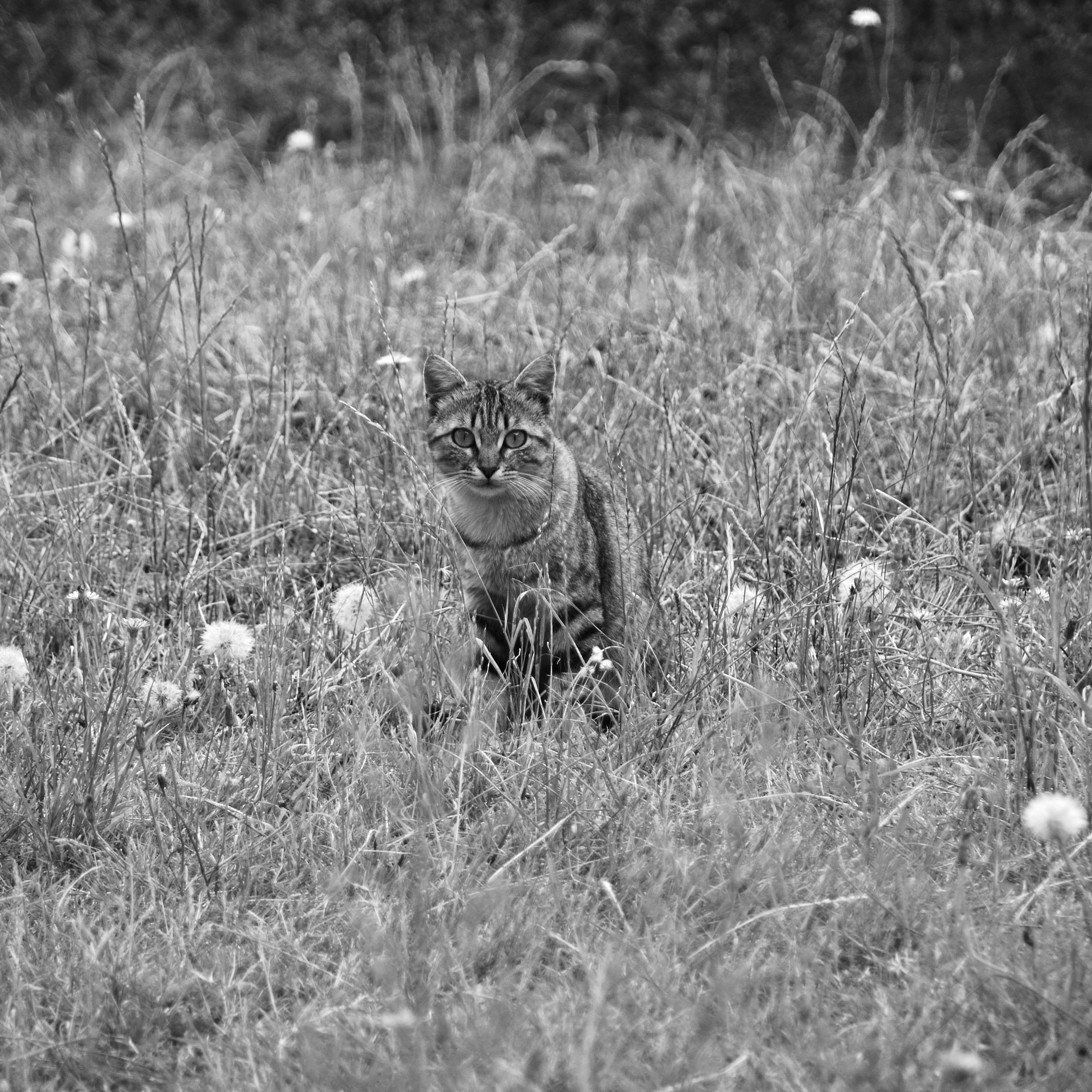 bavarder, no people, outdoors, day, gard de chat, vertebrate, animaux, one animal, mammal, selective focus, animals in the wild, animal wildlife, plant, Phone HD Wallpaper