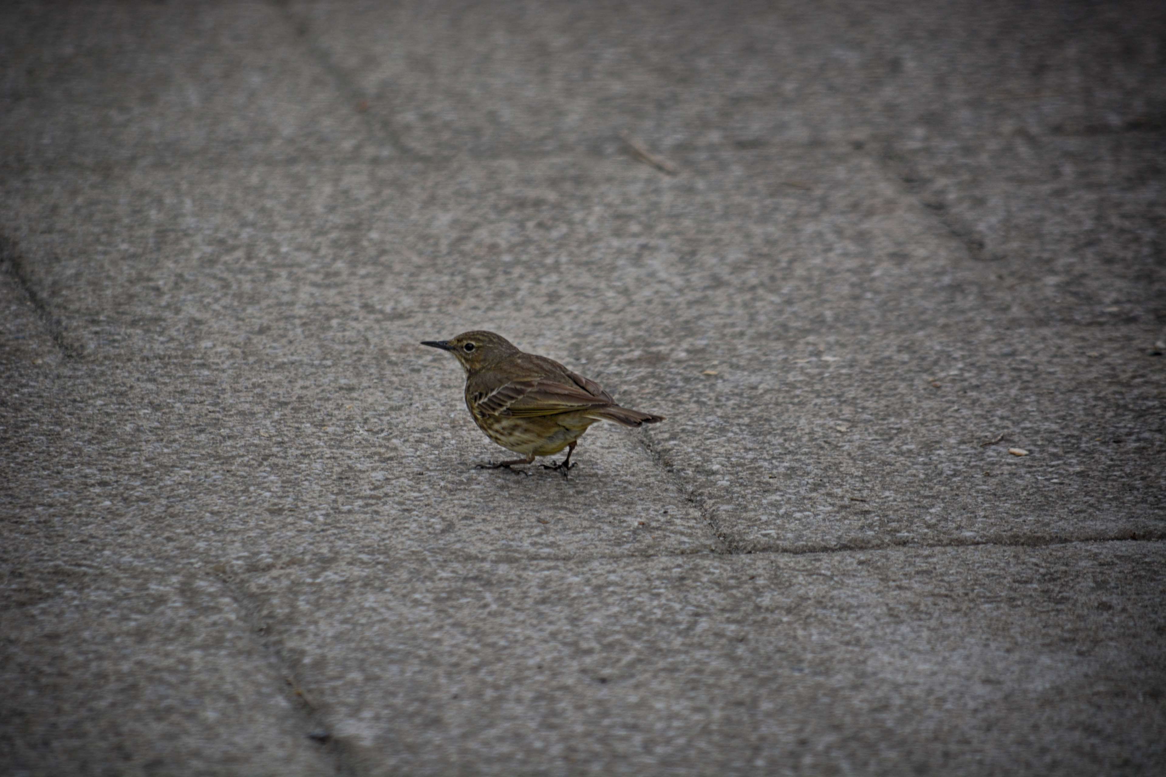 perching, one animal, vertebrate, no people, animal, concrete, ornithologie, animals in the wild, day, city, nature, transportation, sparrow, full length, HD Wallpaper