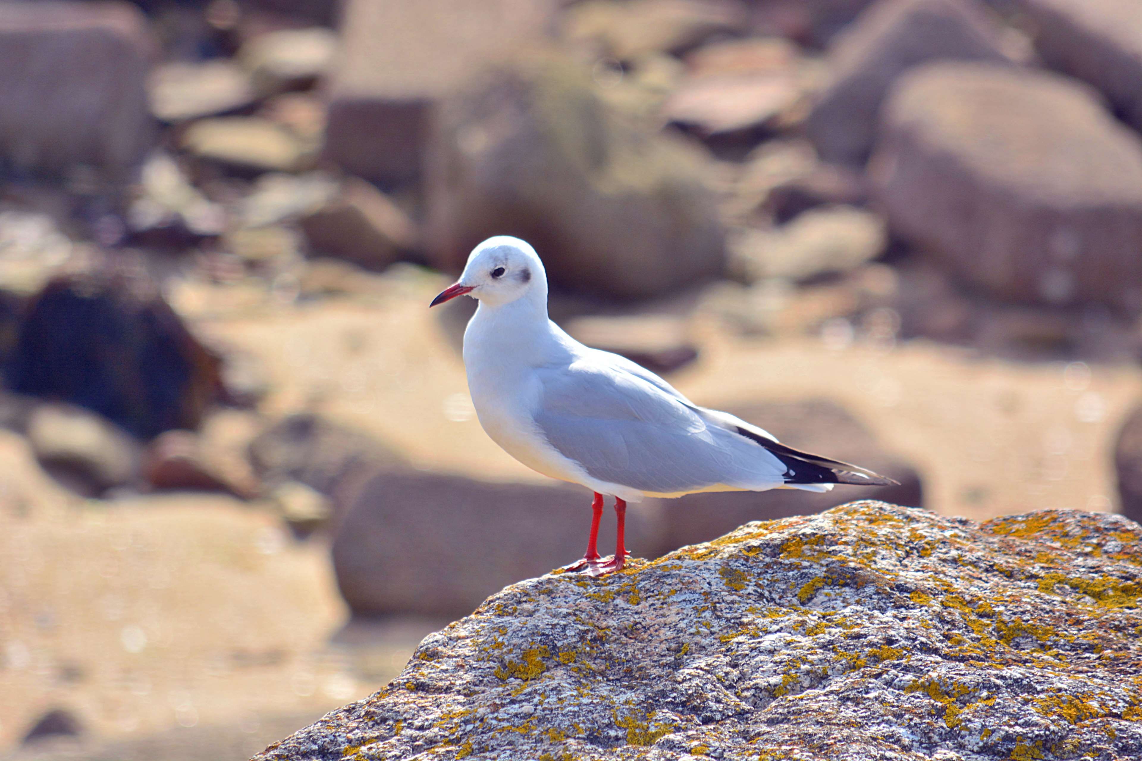 animalier, animal themes, outdoors, mouette, close-up, sea, seagull, day, solid, faune, nature, one animal, dove - bird, perching, rock, plumes, animal wildlife, HD Wallpaper