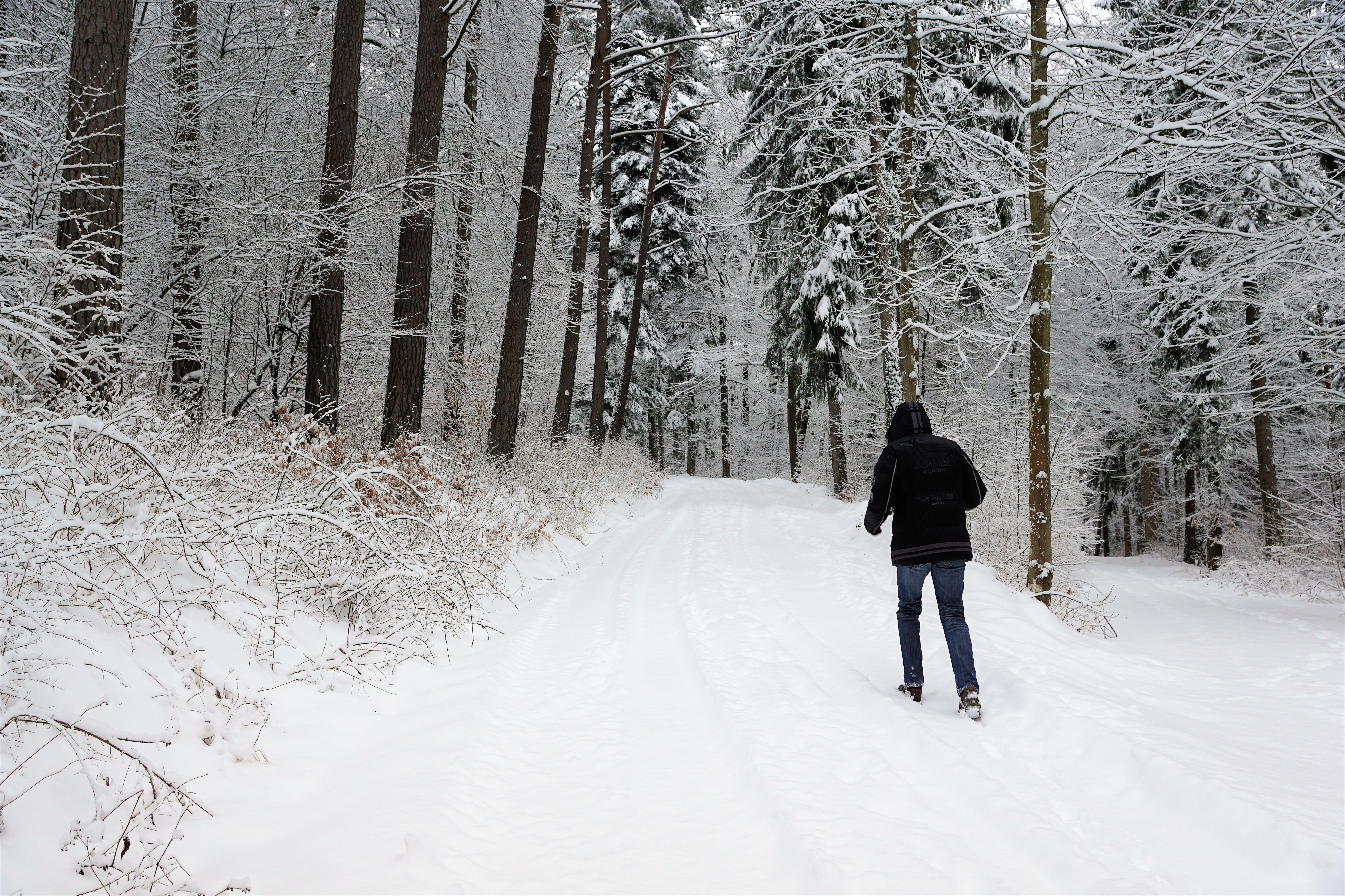 europe, snowdrift, cold, holidays, fashion, relaxation, branch, time out, nature, season, real people, blizzard, tuttlingen, scenic, path, jacket, bush, HD Wallpaper