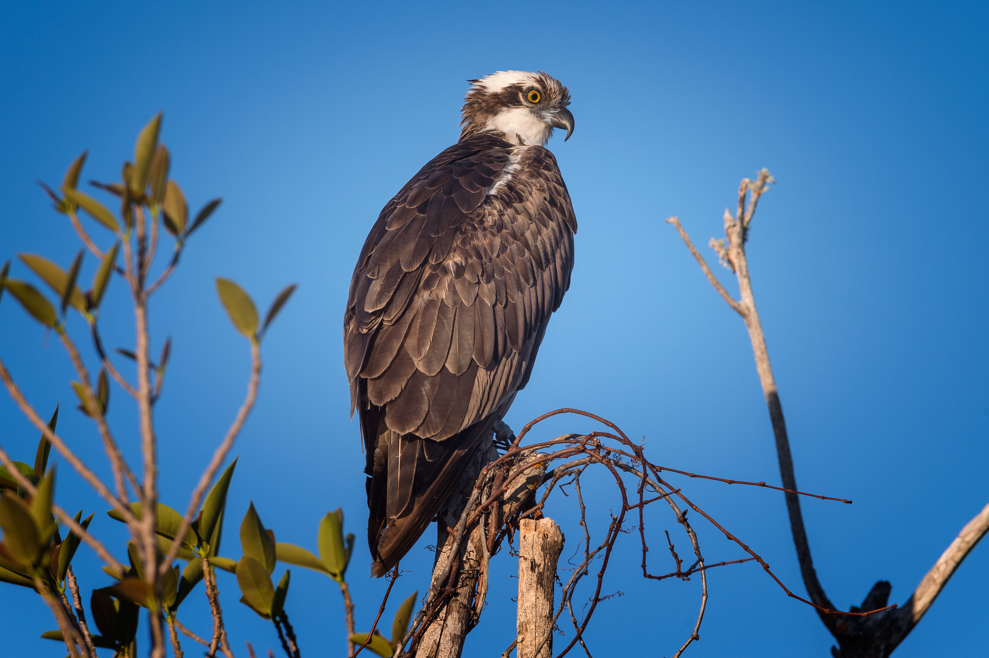 J. N. Ding Darling National Wildlife Refuge, morning light, bird of Prey, National, perch, refuge, florida, white, nature, haliaetus, bird, brown, Florida, HD Wallpaper