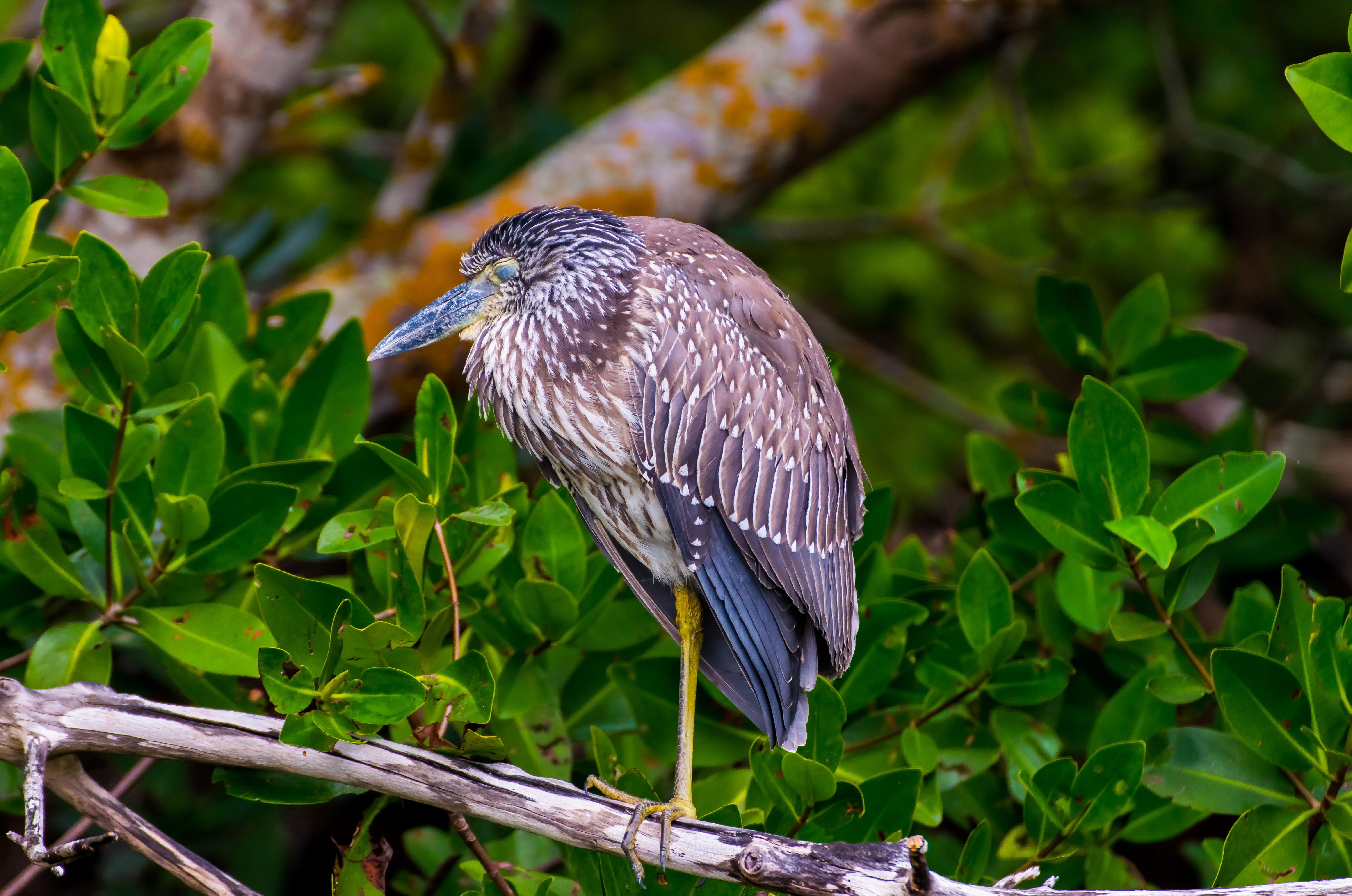 5K, j.n. ding darling national wildlife refuge, vertebrate, beauty in nature, perching, united states, bird, green color, one animal, focus on foreground, HD Wallpaper