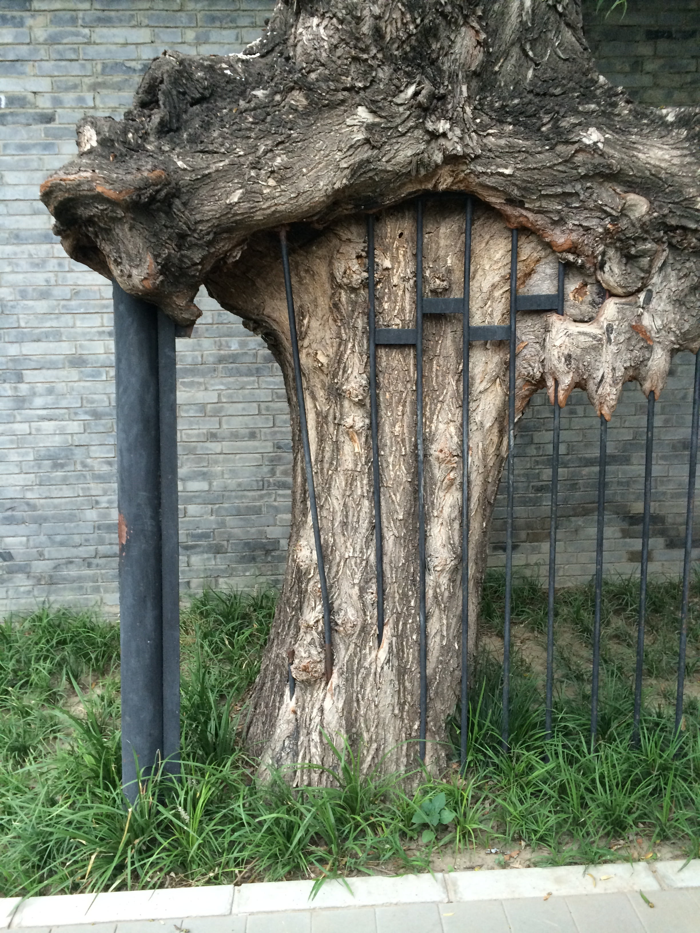 trunk, the scenery, close-up, architecture, iron, plant, built structure, grass, ding flowers, garden, old, growth, 2K, land, tree trunk, water, wood - material, Phone HD Wallpaper