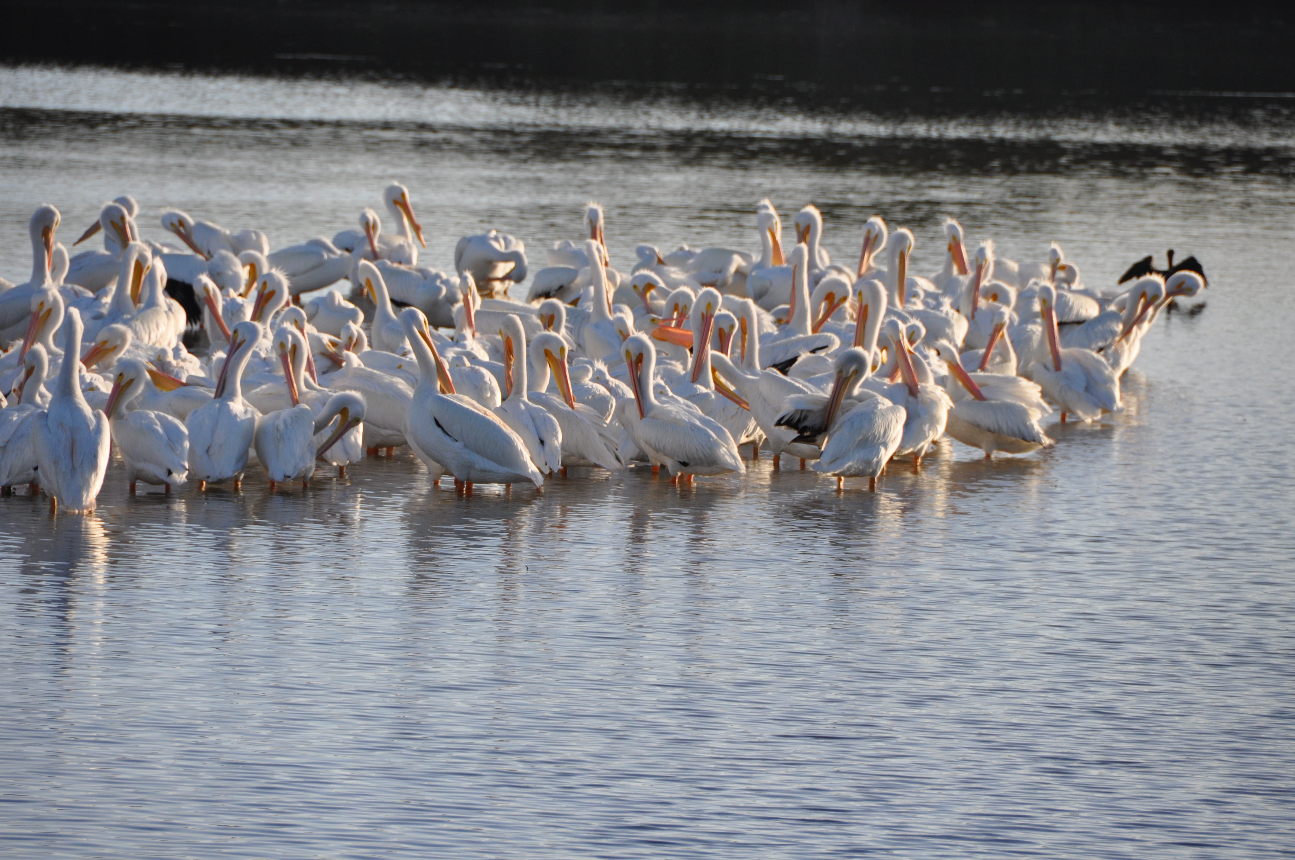 large group of animals, sea, conservation, beauty in nature, nature, birding, group of animals, animals in the wild, darling, birdwatching, flock of birds, HD Wallpaper