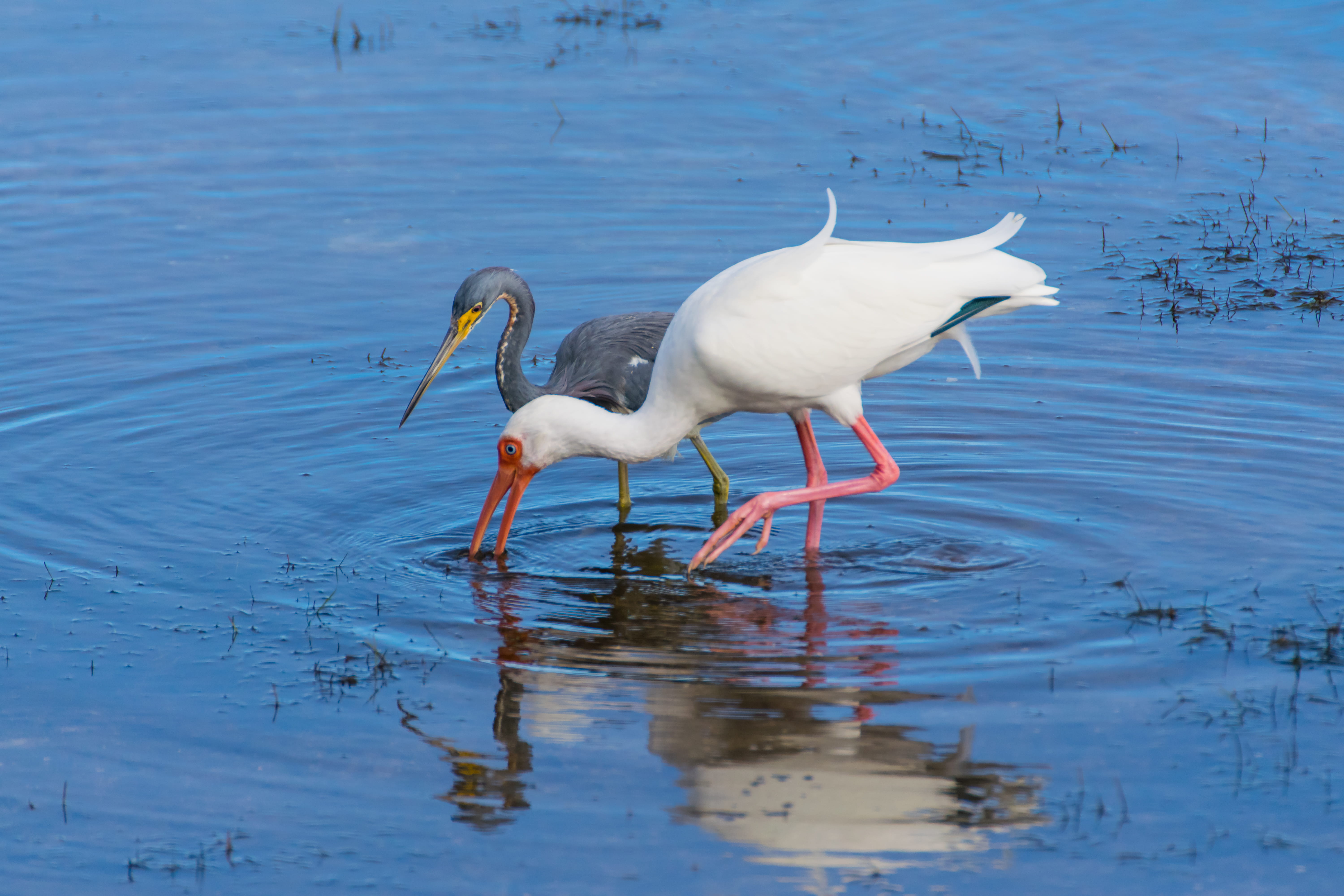 one animal, birds, heron, day, 5K, vertebrate, animal themes, wildlife, nature, animal wildlife, animal, white color, searching, beauty in nature, bird, HD Wallpaper