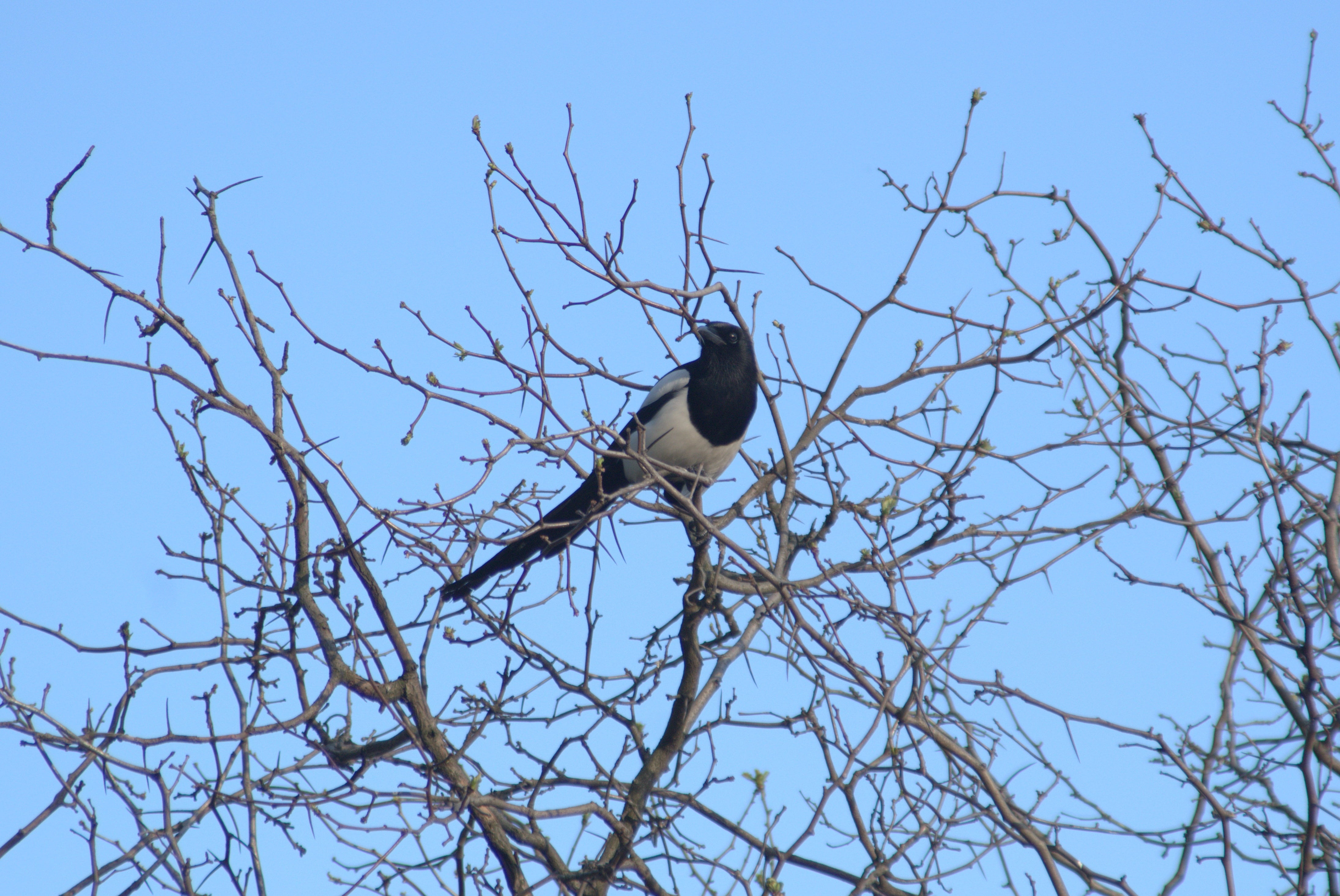 day, bird, tree, plant, bare tree, outdoors, clear sky, branch, predator, no people, animal themes, vertebrate, animal, one animal, sky, pie, 4K, animal wildlife, HD Wallpaper
