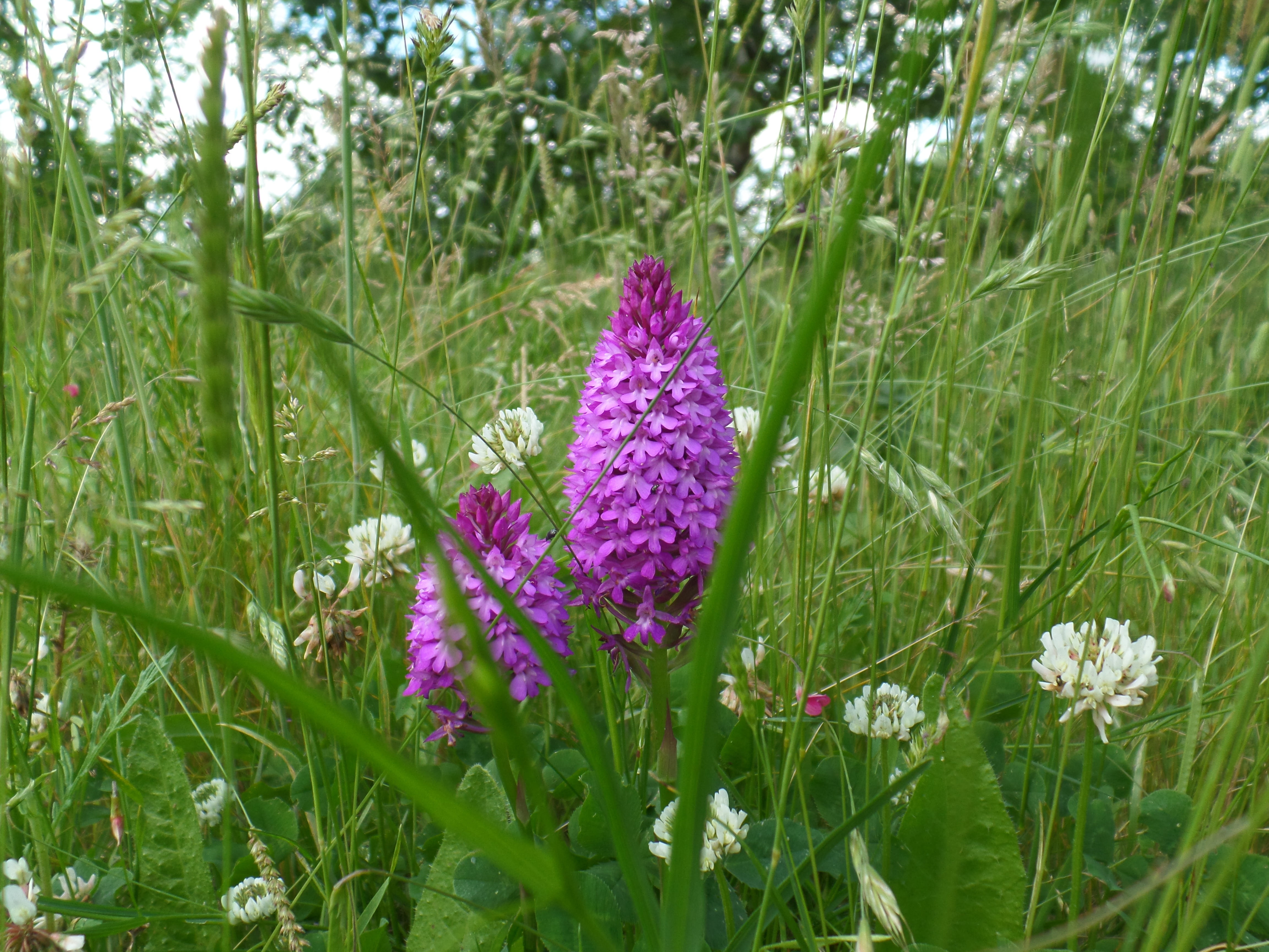 magical, day, flower head, flowers, floral, land, outdoors, grass, carpet, petal, beauty in nature, wild, no people, spiritual, clover, green, 4K, green color, HD Wallpaper