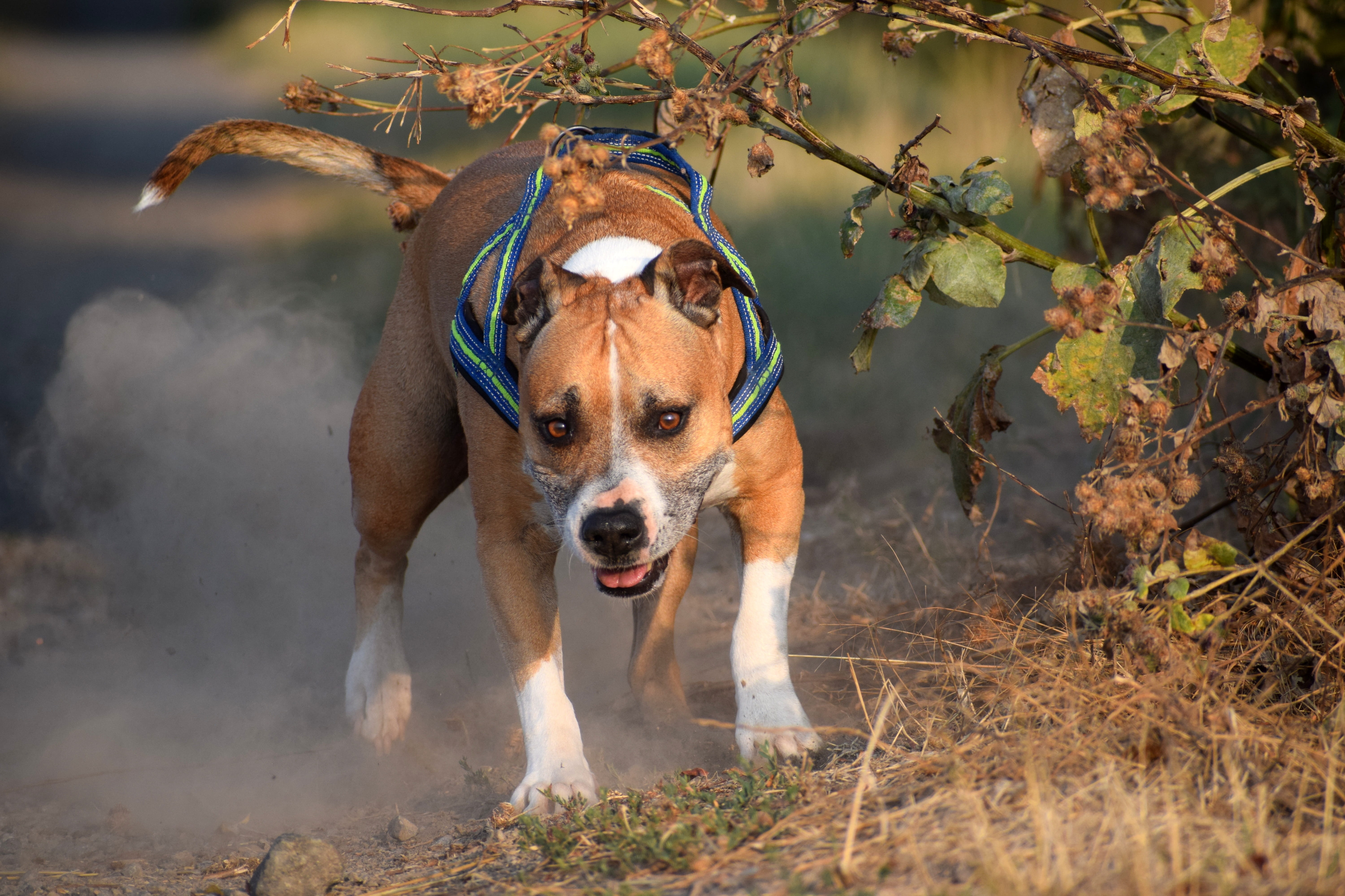 walk, meadow, no people, dog, pets, land, pitbull, canine, dust, amstaff, looking at camera, vertebrate, tableware, portrait, race, leaves, outdoors, nature, HD Wallpaper