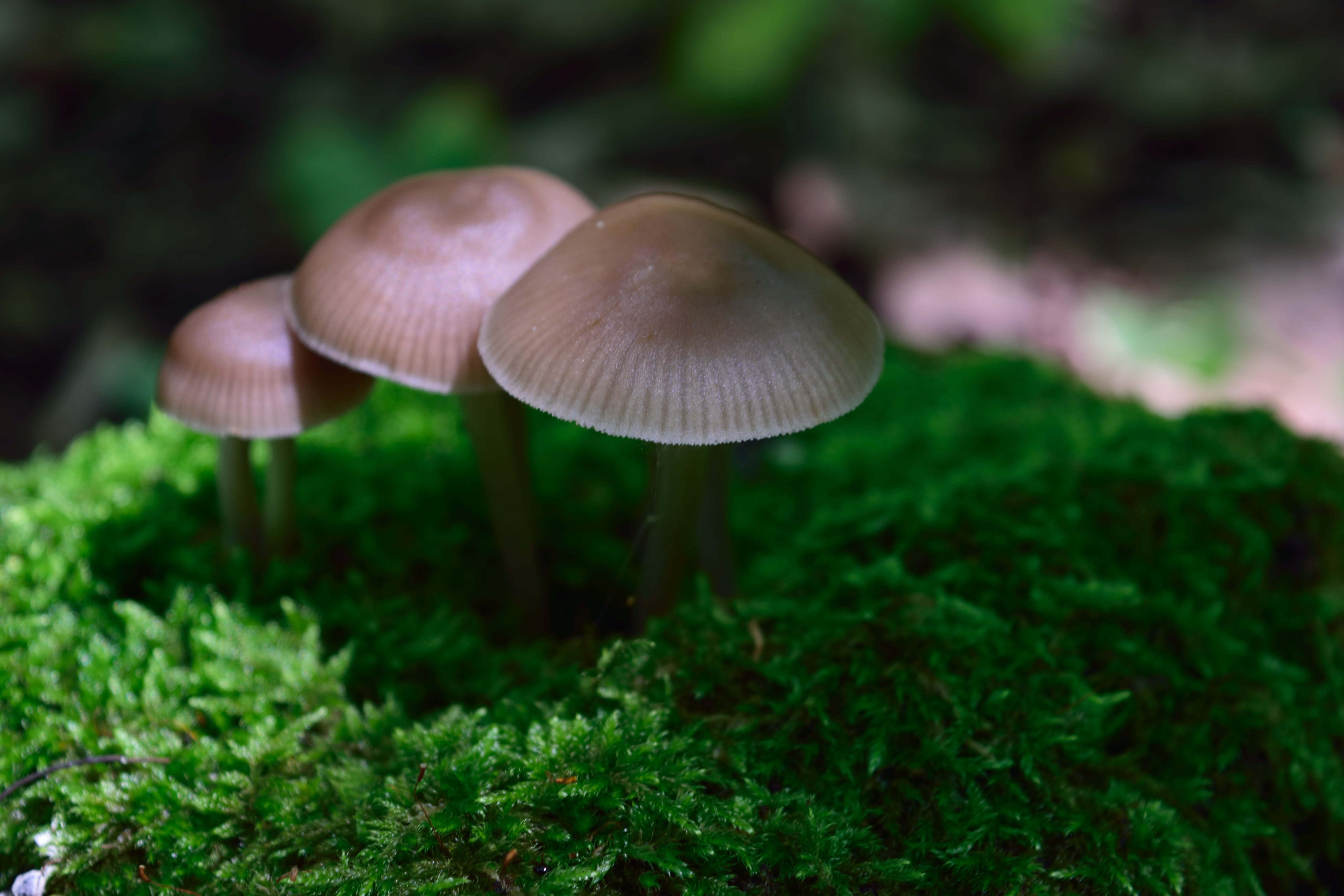 close-up, green color, vulnerability, land, 5K, plant, wild, fungus, beauty in nature, selective focus, outdoors, toadstool, growth, freshness, Nature, HD Wallpaper