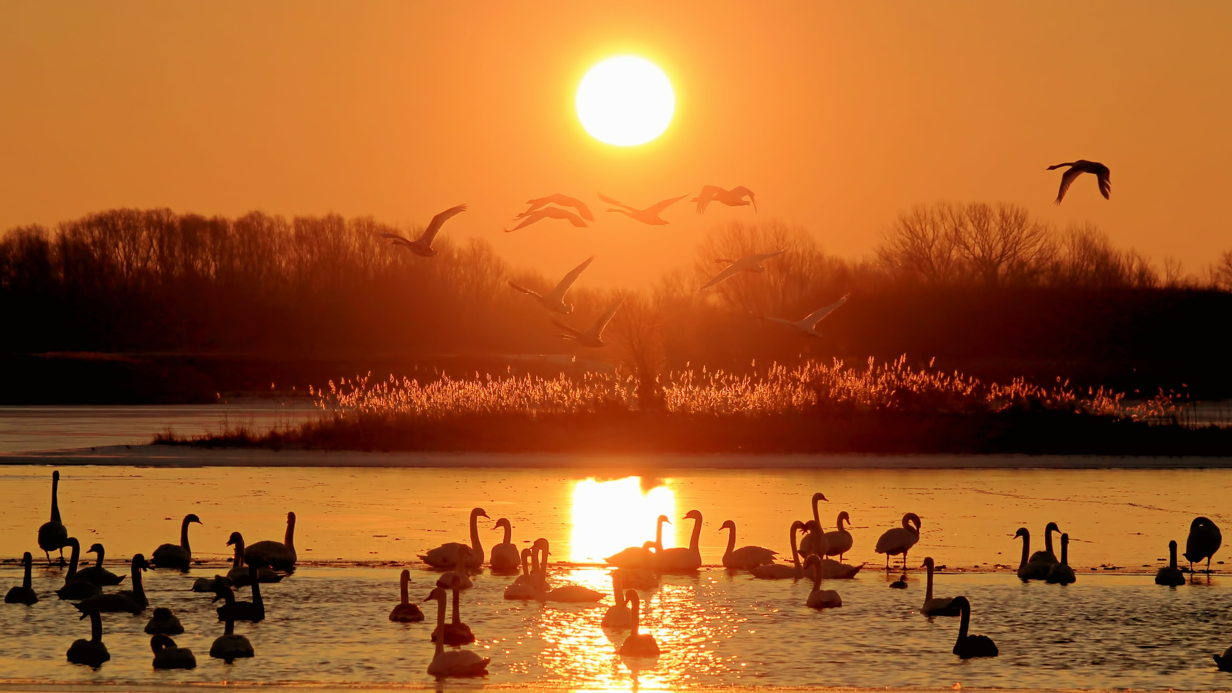 animal, bird, group of animals, sky, animal themes, birds, body, animal wildlife, seagull, sunrise, animals in the wild, silhouette, sun, beach, travel destinations, HD Wallpaper