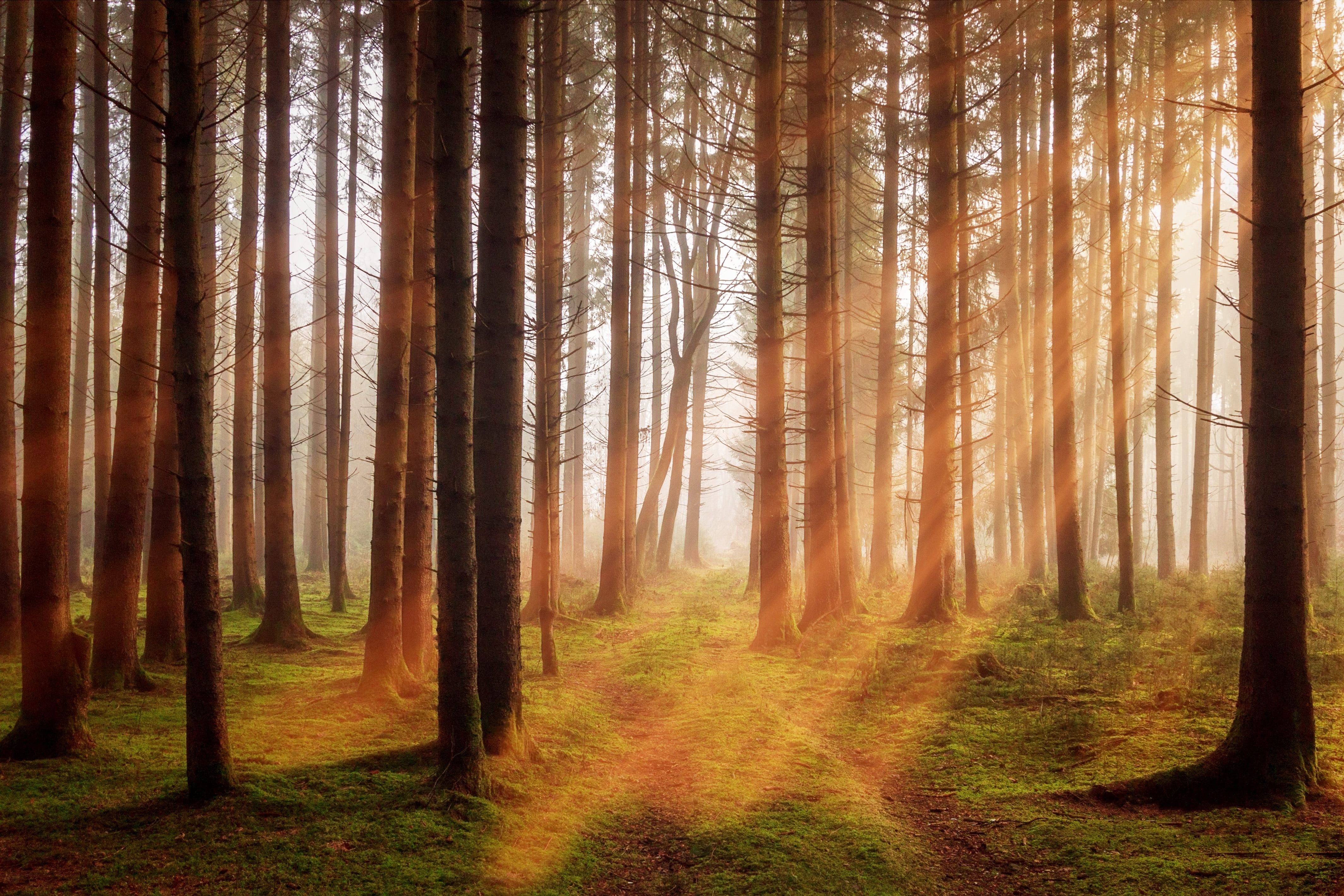 non-urban scene, 4K, landscape, plant, green, tranquility, outdoors, lighting, mood, growth, beauty in nature, sunrise, tranquil scene, photo, tree, scenics - nature, HD Wallpaper