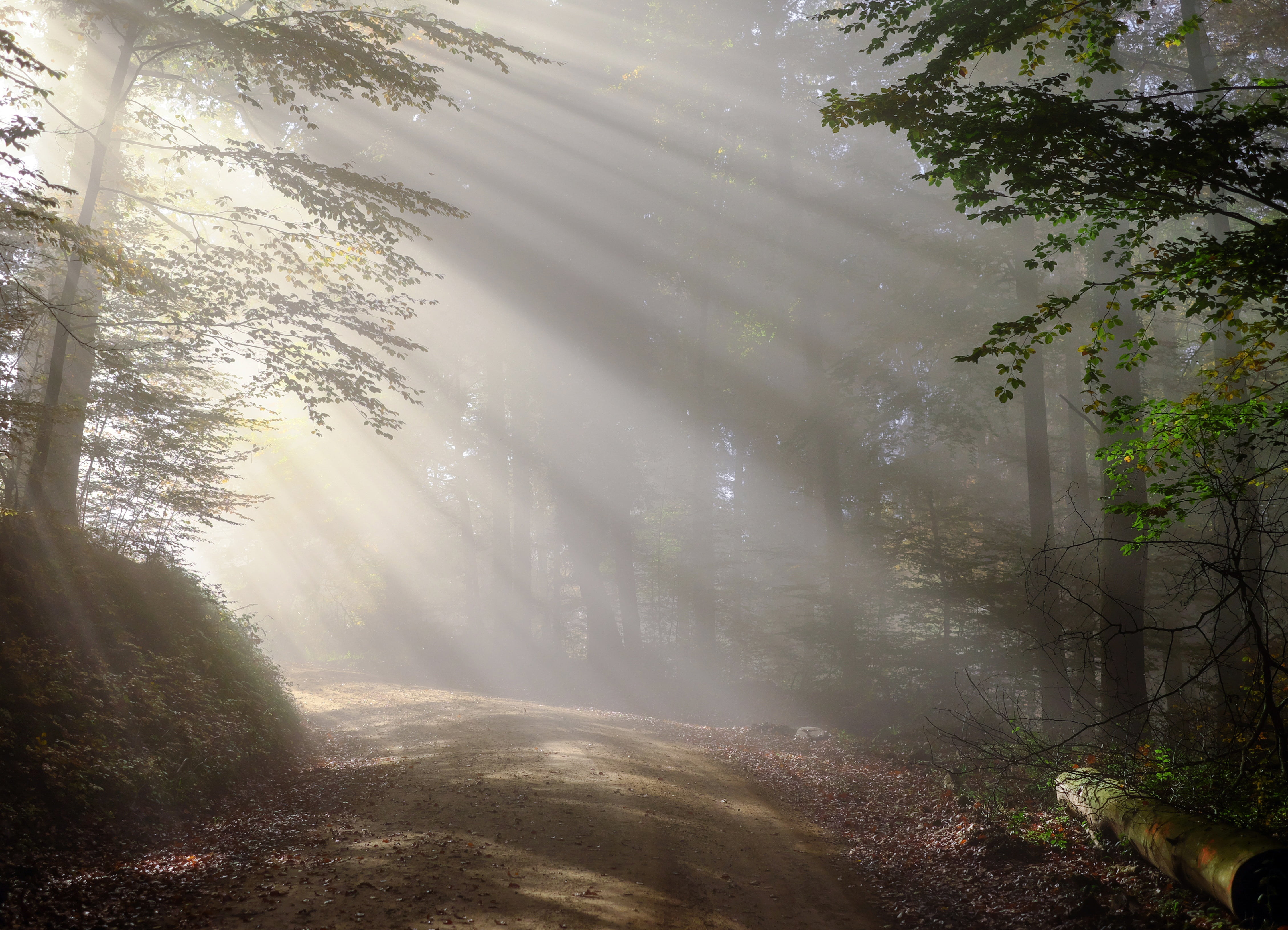 growth, colourless, day, rise, tranquil scene, environment, tranquility, pathway, beauty in nature, scenics - nature, sunbeam, forest, no people, woodland, HD Wallpaper