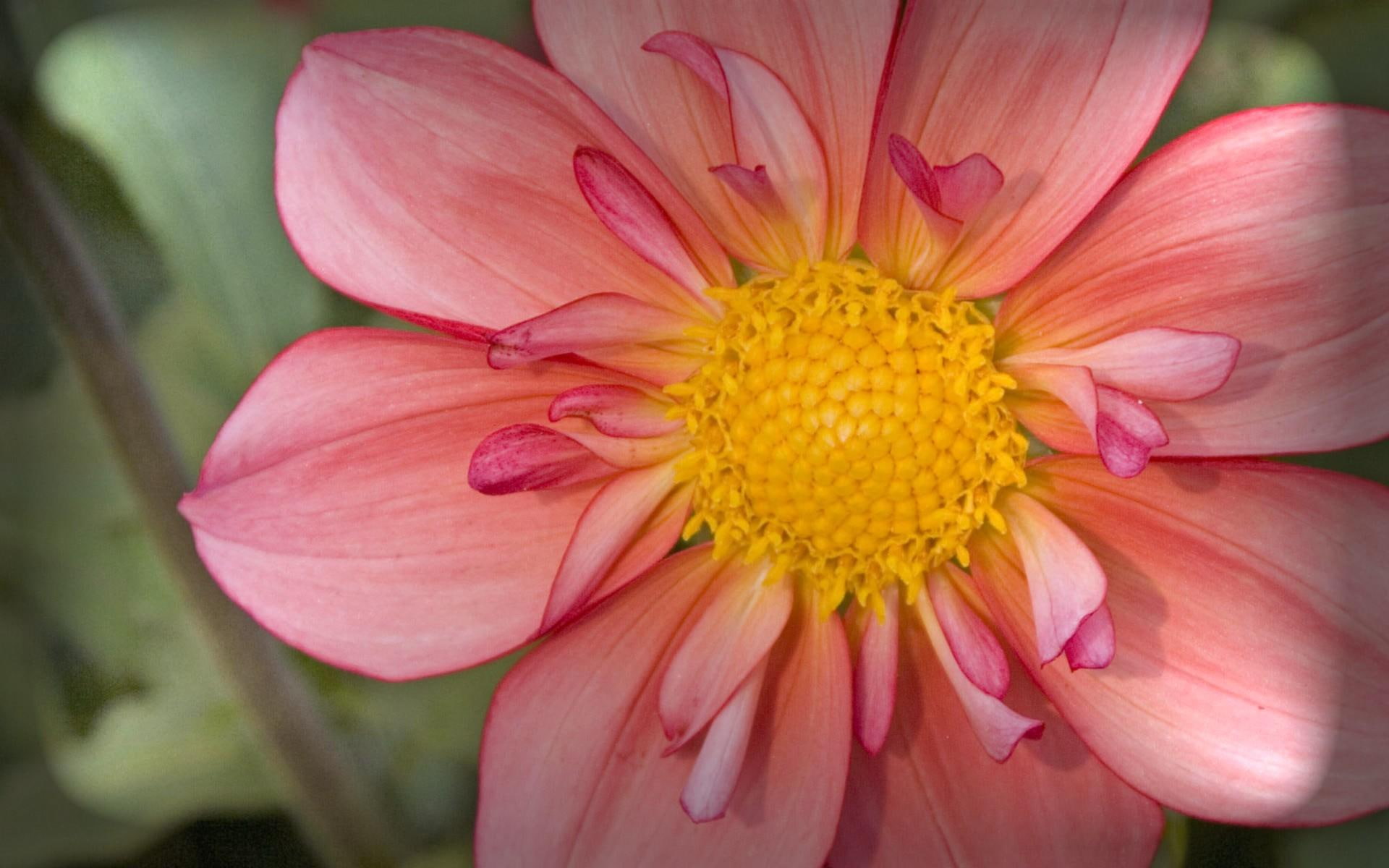 die, dahlia, 3d and abstract, flood lights effects, creatve art, nature, 1080P, HD Wallpaper