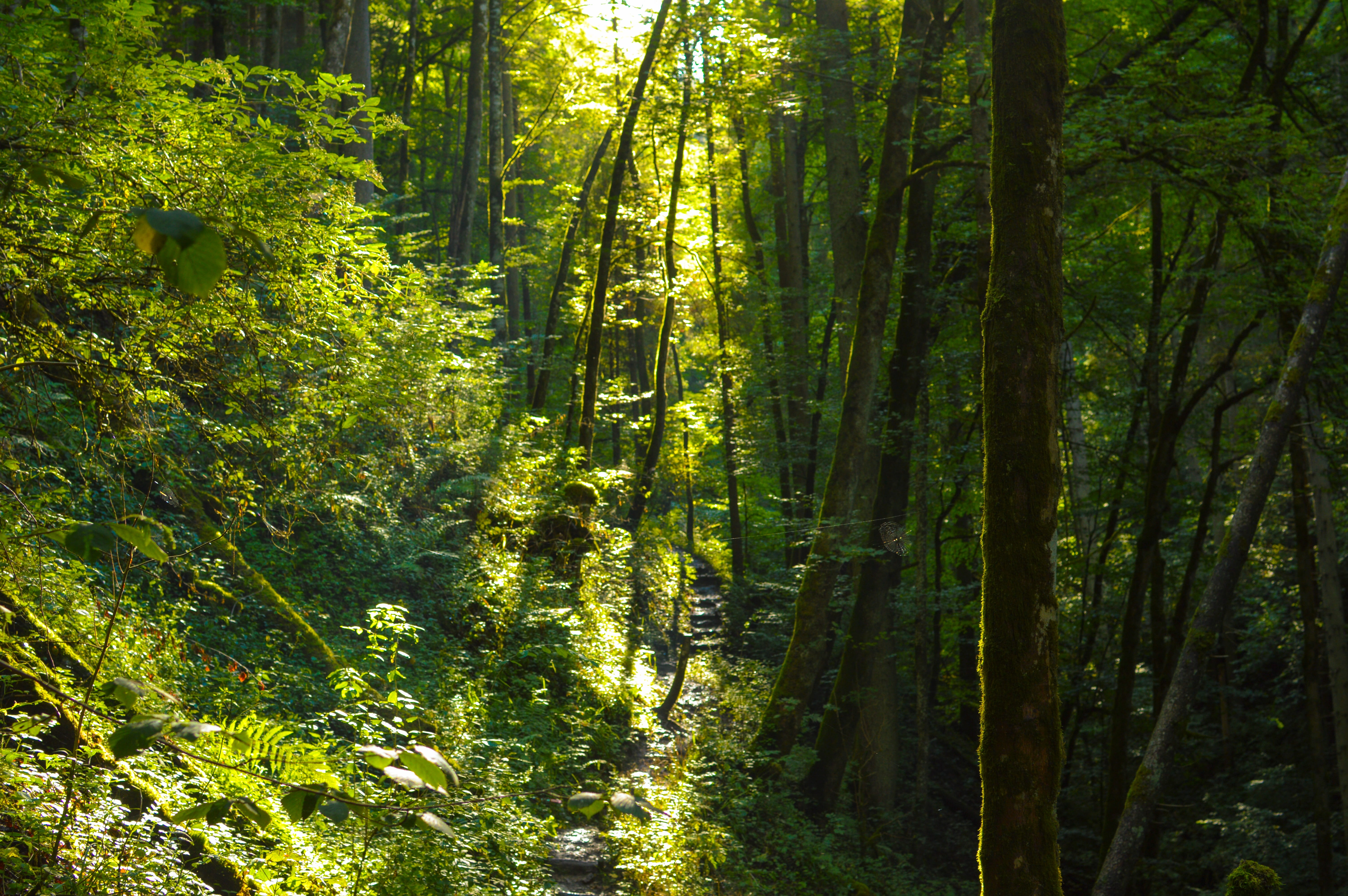 outdoors, shadow, fern, lush foliage, scenics - nature, leaves, trail, land, tranquility, sunlight, 5K, forest, wutach, tree, light, bamboo - plant, flora, HD Wallpaper