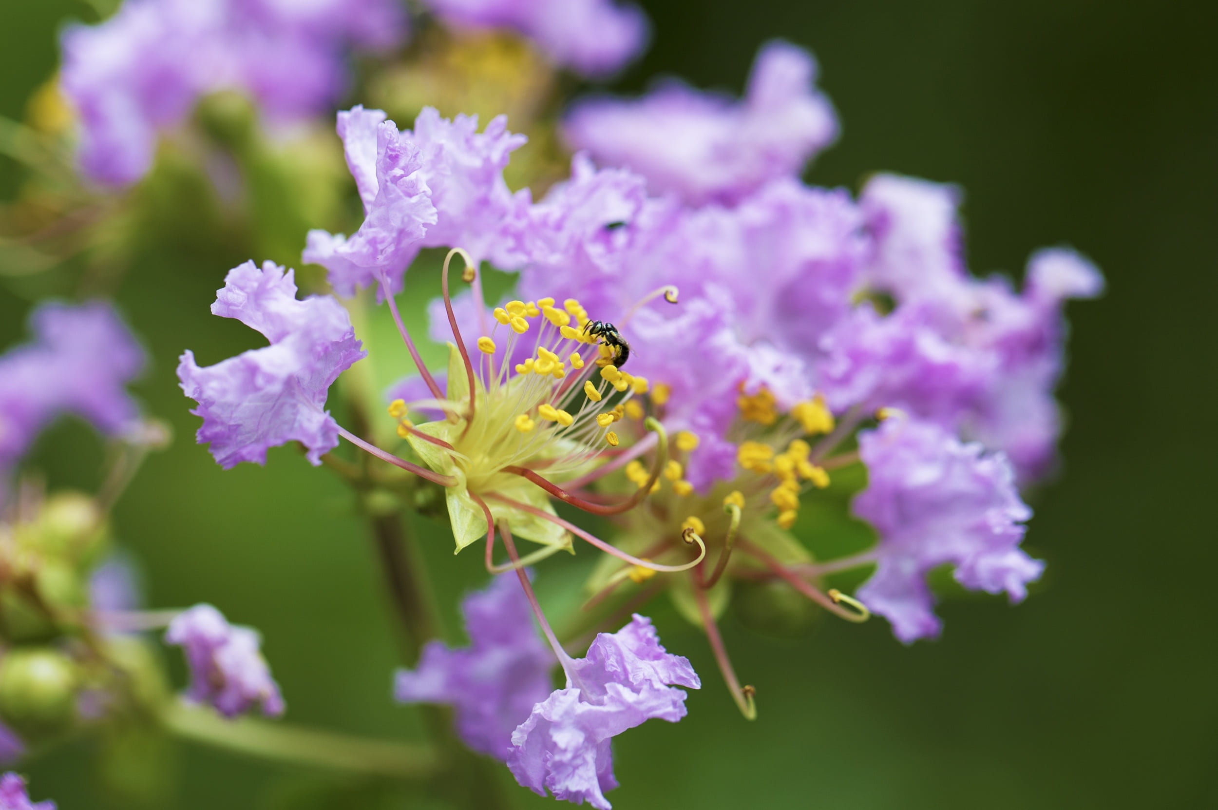 pano, outdoors, flowering, dreamy, blooming, invertebrate, fairy, flower, green, flowering plant, purple, purity, growth, vegetation, soft, close-up, red, HD Wallpaper