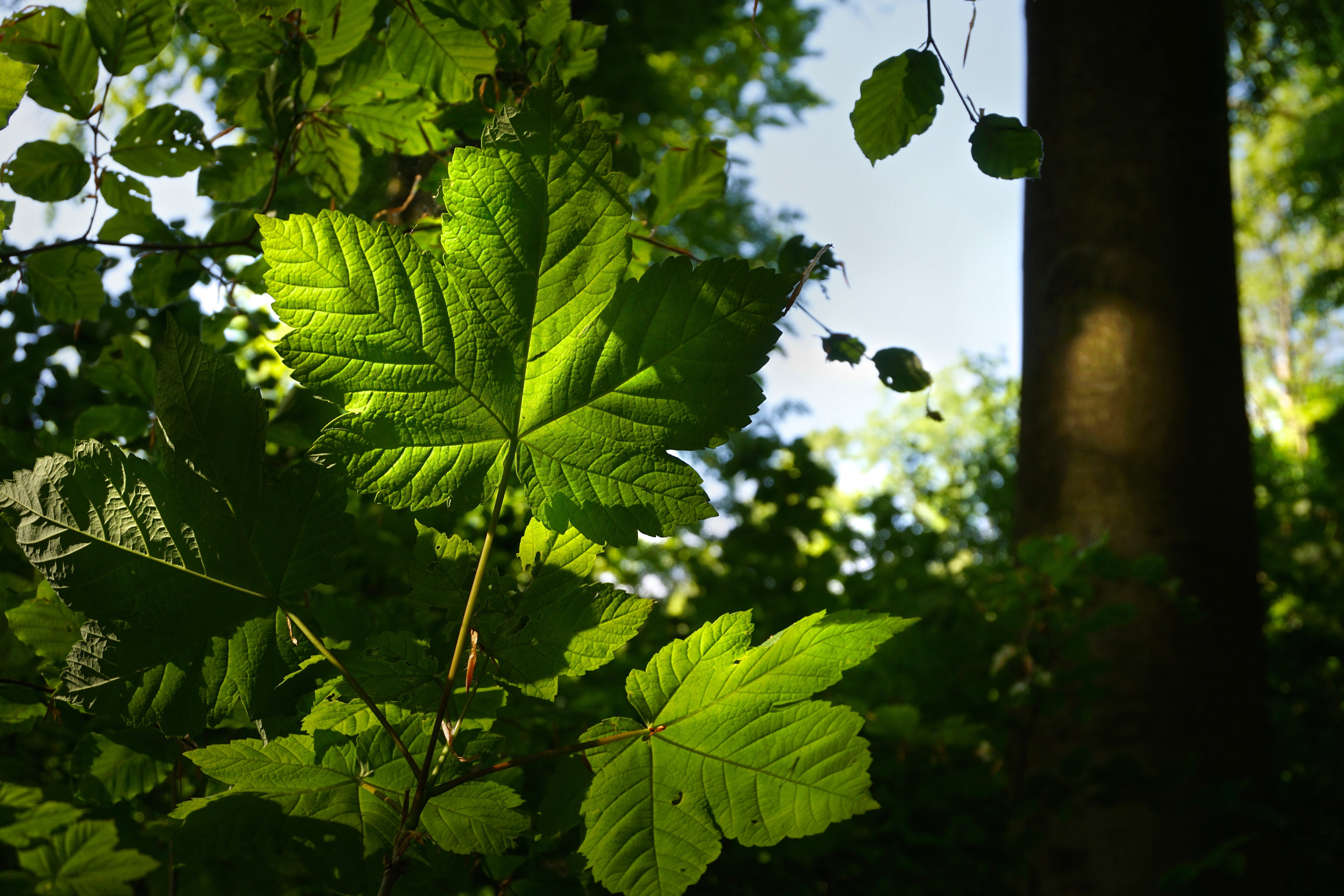no people, foliage, growth, Leaves, close, tranquility, outdoors, Light, flooded, plant, Forest, beauty in nature, focus on foreground, tree, low angle view, HD Wallpaper
