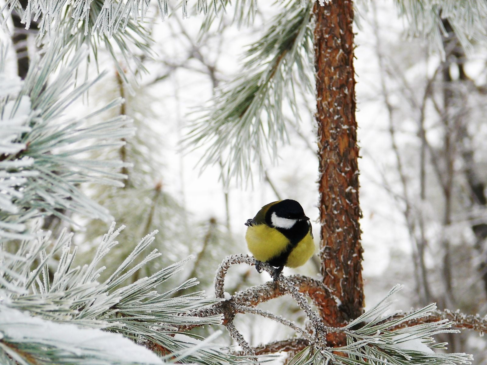 one Animal, animal wildlife, animal, cute, tree, branch, cold temperature, animal themes, animals In The Wild, coniferous tree, season, backed, outdoors, HD Wallpaper