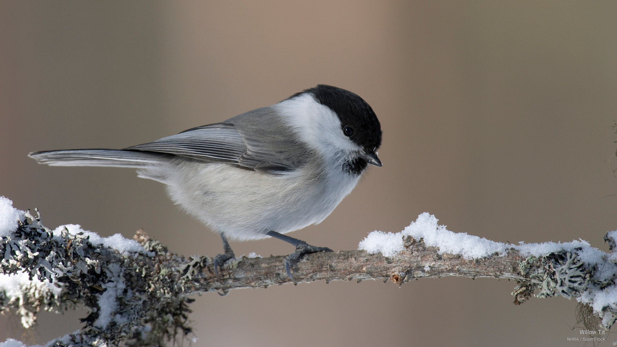 Birds, willow, 2K, tit, HD Wallpaper