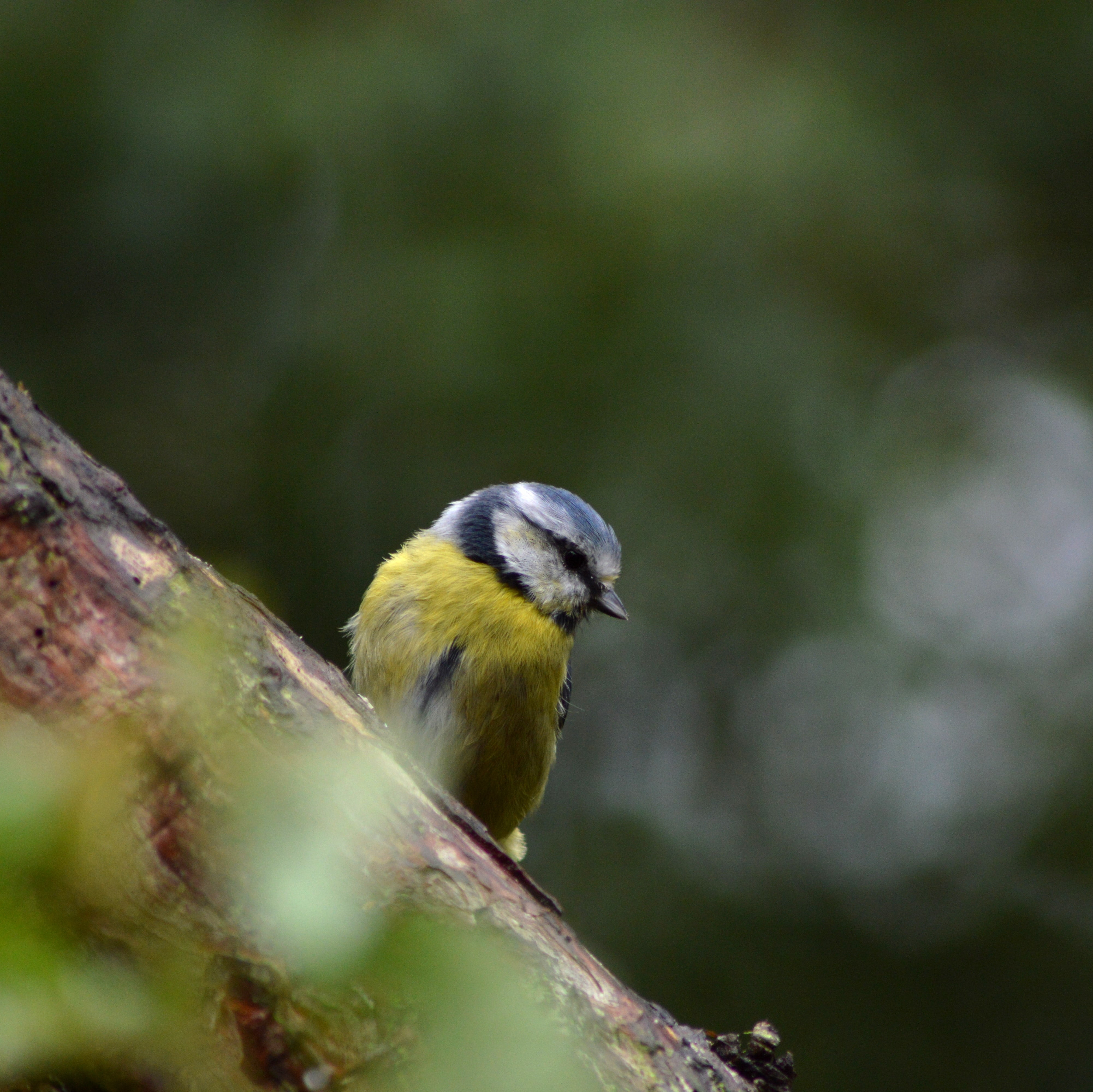 wildlife, green bird, outdoors, animal, blue, bird, Blue Tit, 4K, animals In The Wild, cyanistes, GARDEN, tree, tit, nature, beak, selective, photography, HD Wallpaper