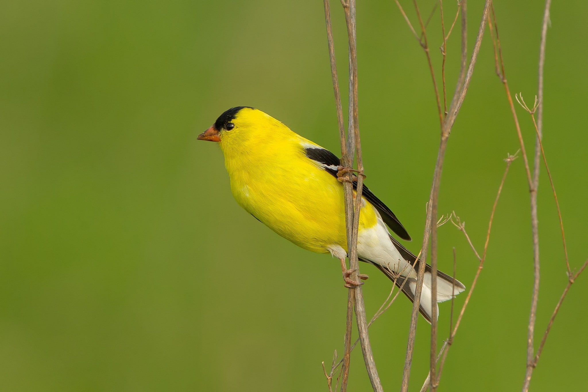 animal wildlife, day, vertebrate, animal, animal themes, songbird, birds animals, one animal, animals in the wild, perching, outdoors, bird, branch, focus on foreground, HD Wallpaper