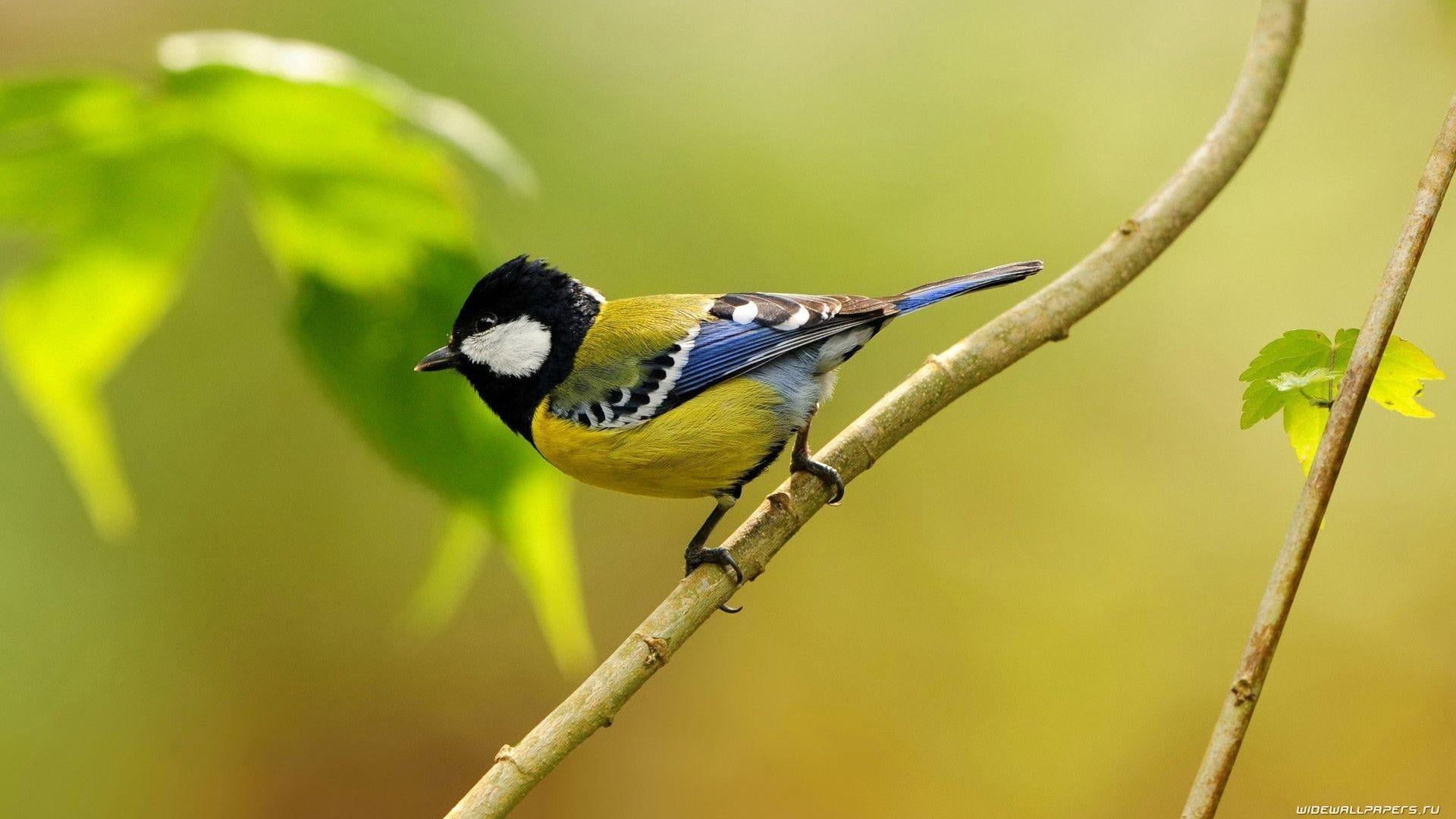 Animals, full length, animals in the wild, day, animal themes, great tit, plant, no people, perching, focus on foreground, beauty in nature, branch, animal wildlife, HD Wallpaper