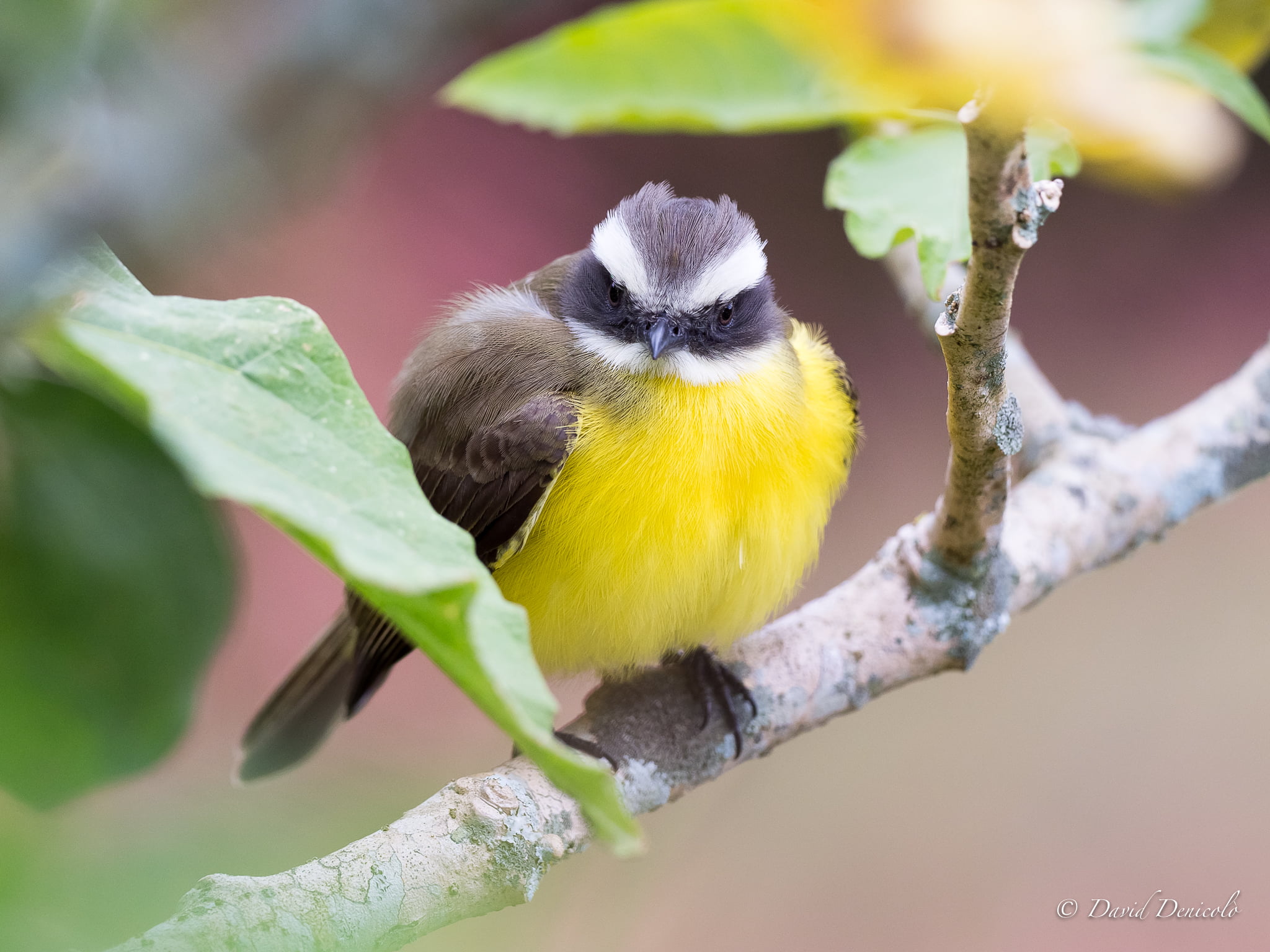 wildlife, tree, branch, tit, perched, twig, bird, 1080P, browed, animal, beak, nature, outdoors, white, HD Wallpaper