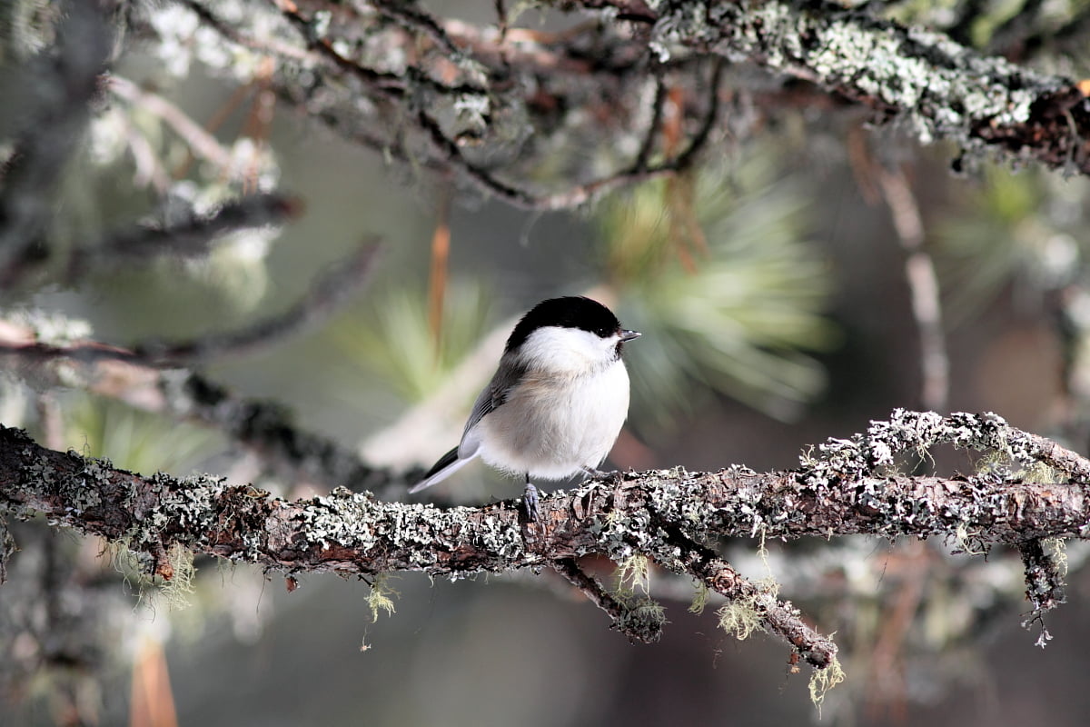 Black-capped Chickadee, animal, capped, gear, 480P, chickadee, wildlife, me, Cincia, photograph, black, branch, nature, outdoors, bird, tit, HD Wallpaper
