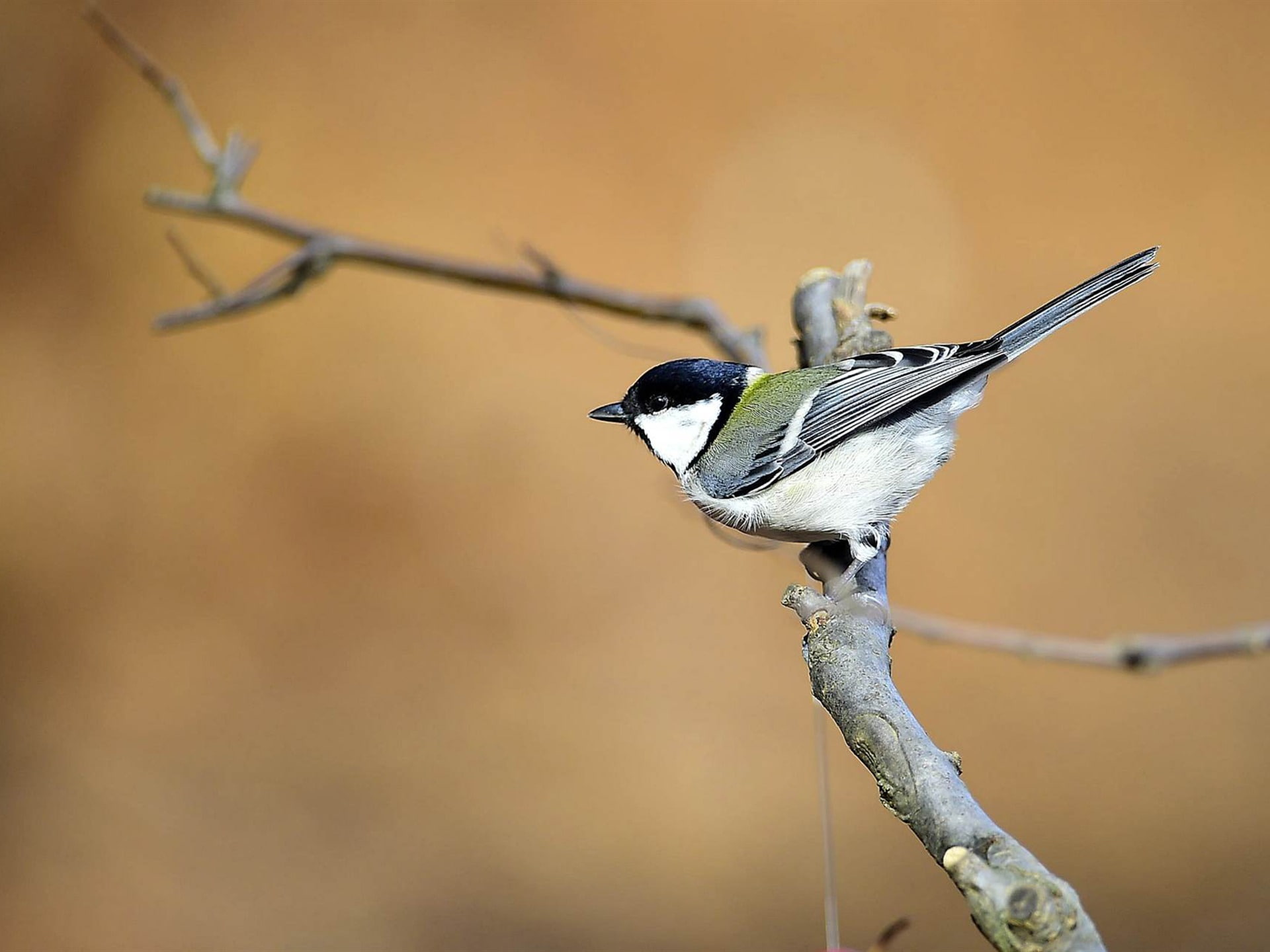 no people, animal, twig, birds, bird, branch, animals in the wild, full length, close-up, vertebrate, focus on foreground, tree, beauty in nature, HD Wallpaper