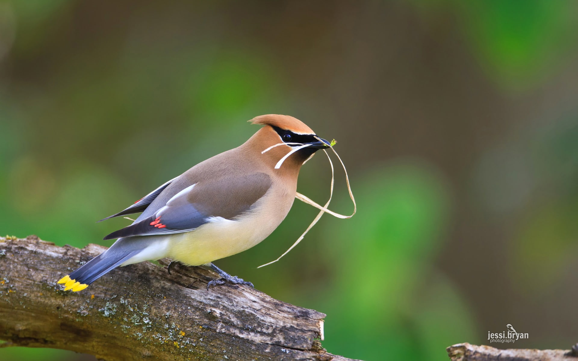 selective focus, one animal, brown, hd, beauty in nature, animal wildlife, outdoors, close-up, full length, gray, perching, animals in the wild, animal themes, HD Wallpaper