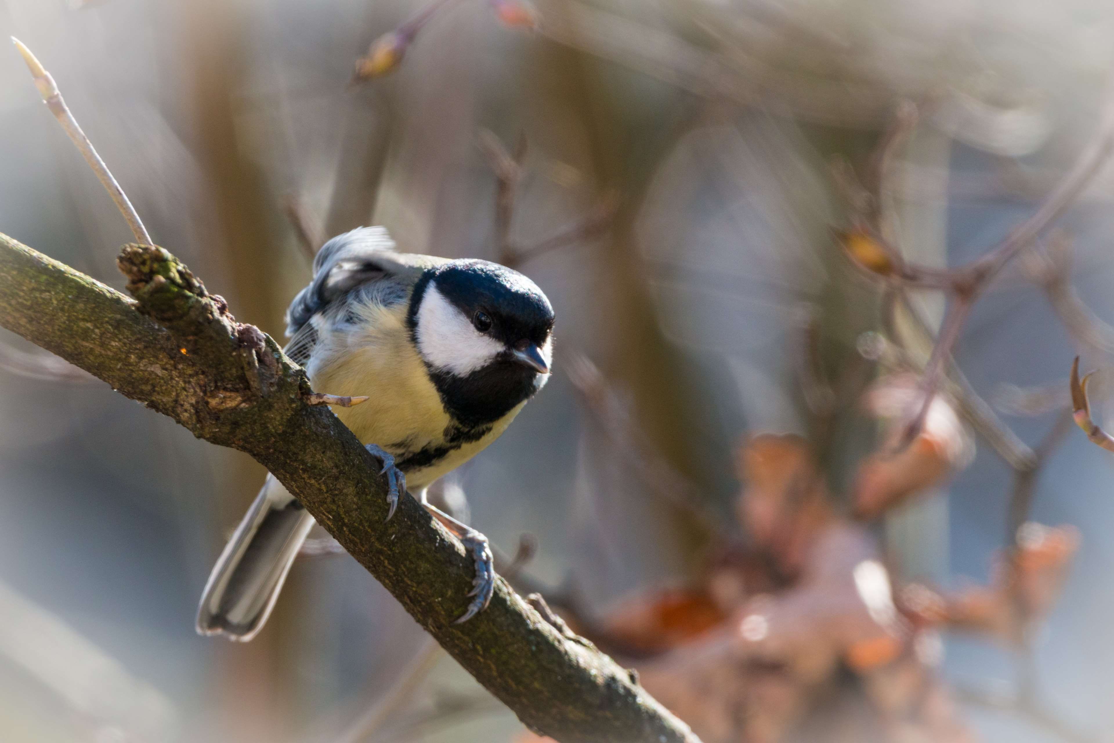 4K, bird, animal wildlife, small bird, bluetit, animals in the wild, one animal, garden, selective focus, animal, perching, outdoors, no people, tit, plant, HD Wallpaper