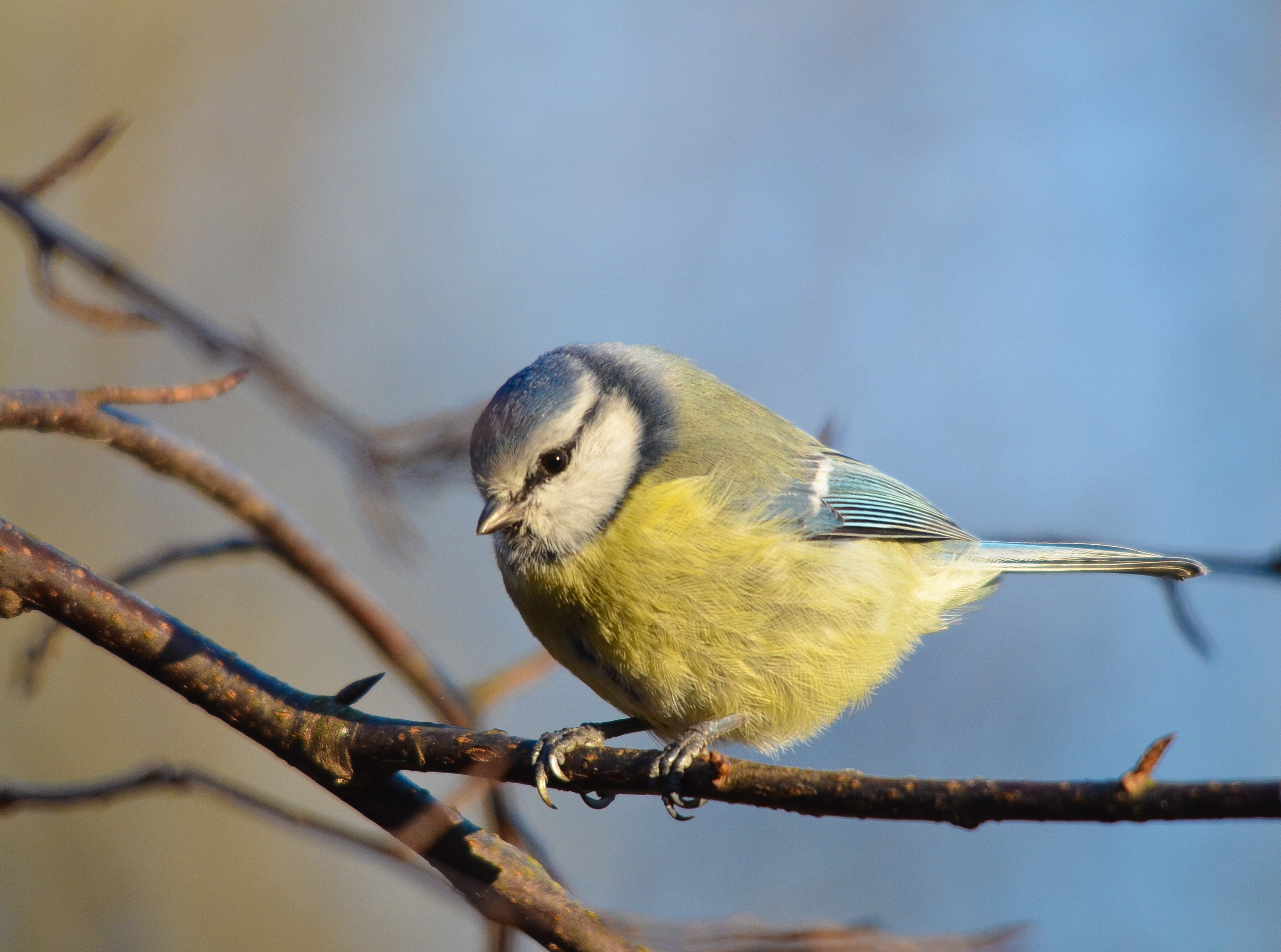 eurasian, Animals, close-up, plant, tit, animals in the wild, blue, perching, animal themes, vertebrate, kotka, Eurasian Blue Tit, bluetit, twig, selective focus, HD Wallpaper
