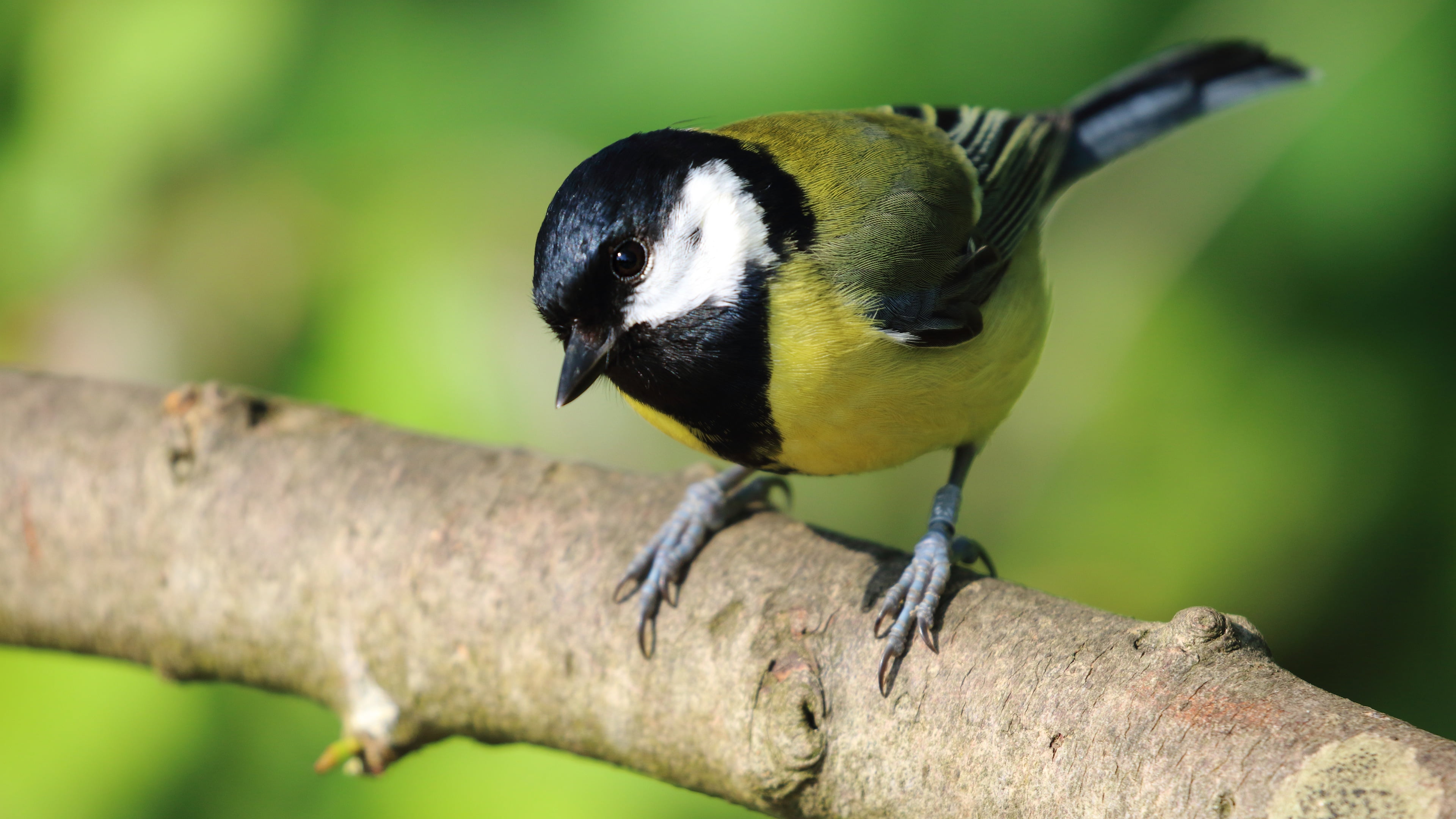 4K, branch, background, bird, tit, HD Wallpaper