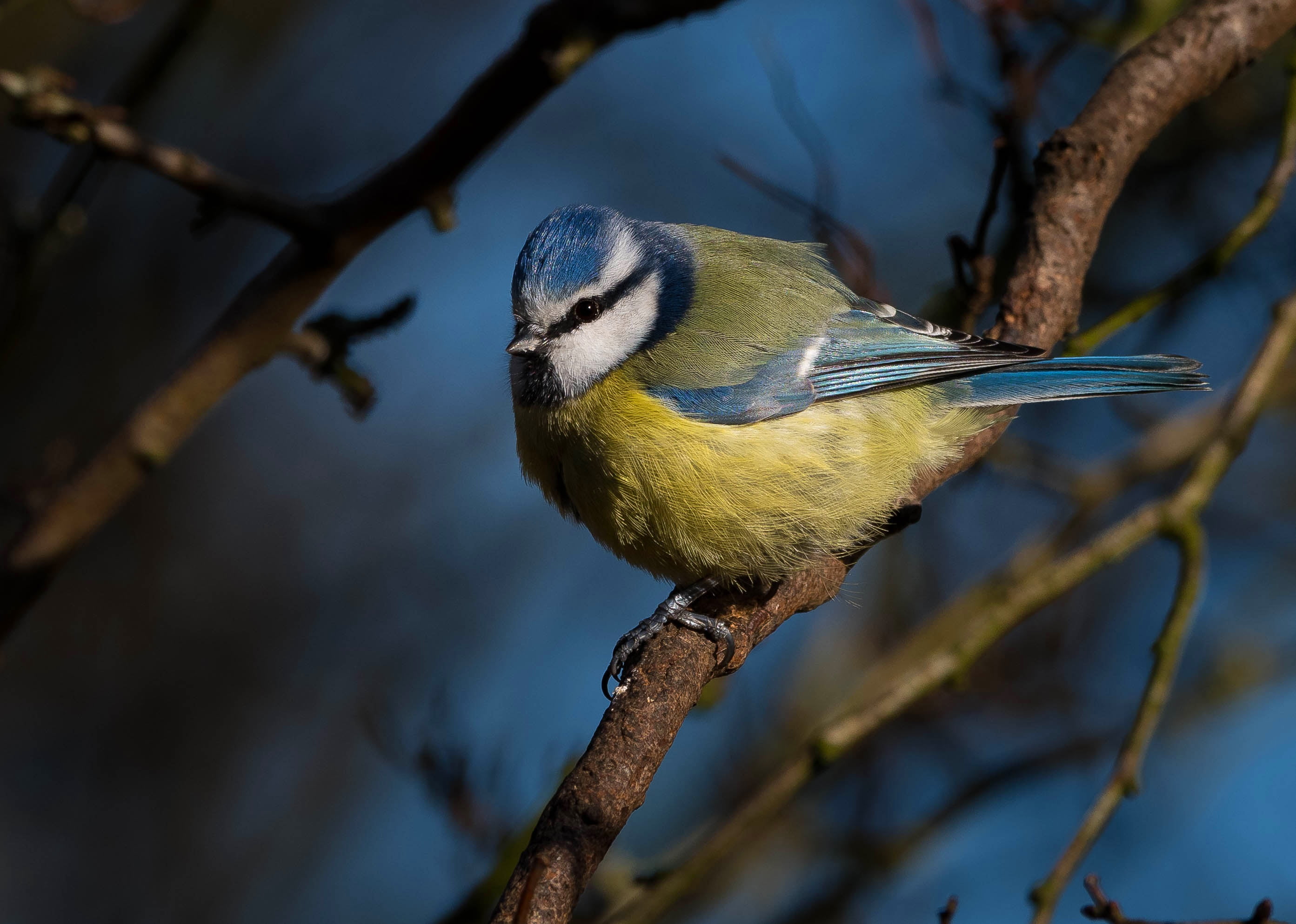 titmouse, branches, tit, 2K, bird, blue, background, HD Wallpaper