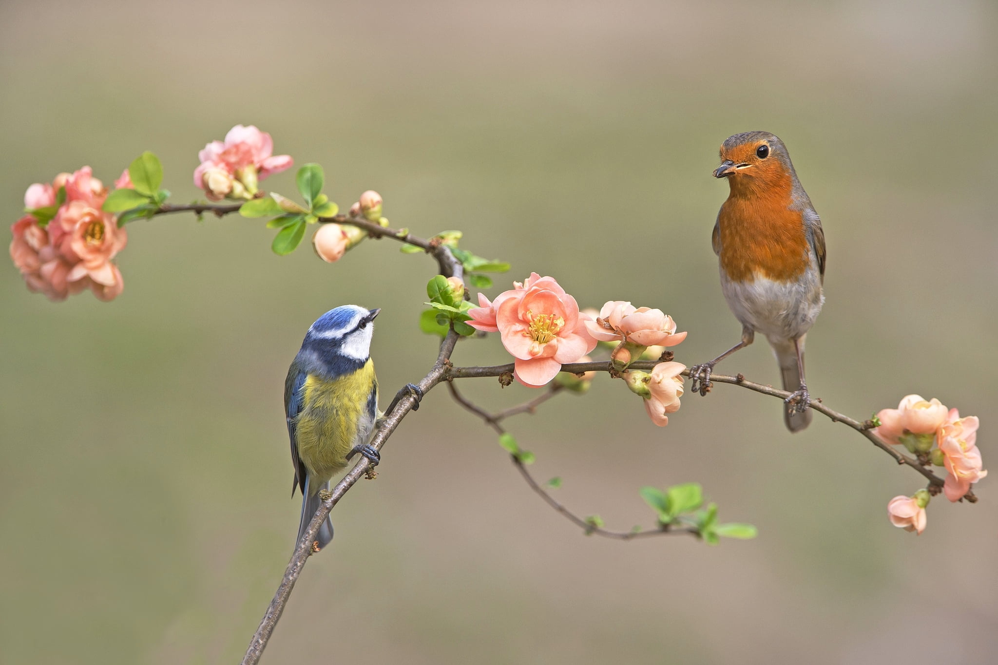 bird, blue, day, animal wildlife, close-up, beauty in nature, animals in the wild, focus on foreground, brown, vulnerability, Robin, cherry blossom, outdoors, HD Wallpaper
