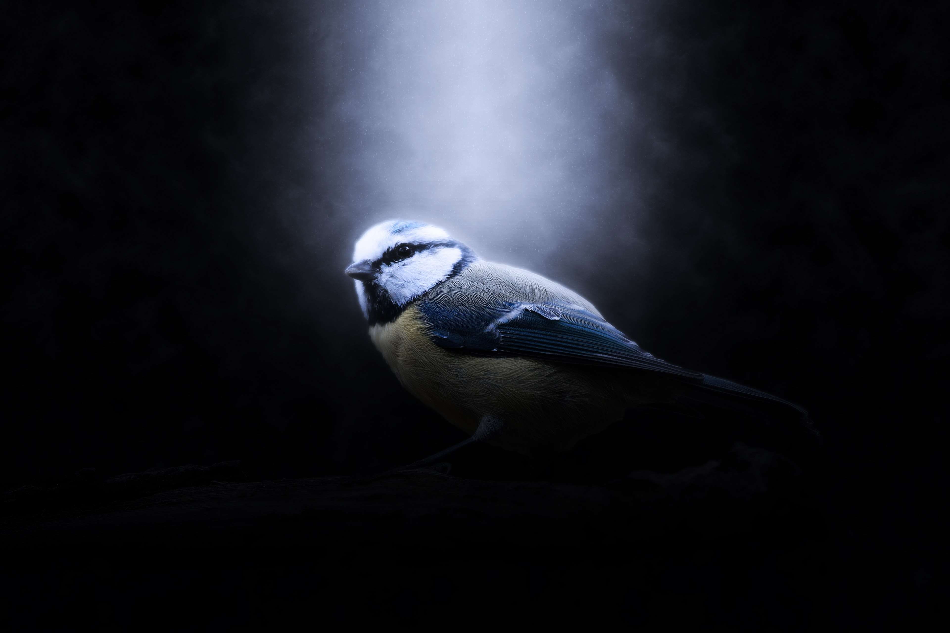wildlife photography, animals in the wild, blue, bird, one animal, dark, blue tit, no people, garden, ray of light, powerful, full length, small bird, animal, HD Wallpaper