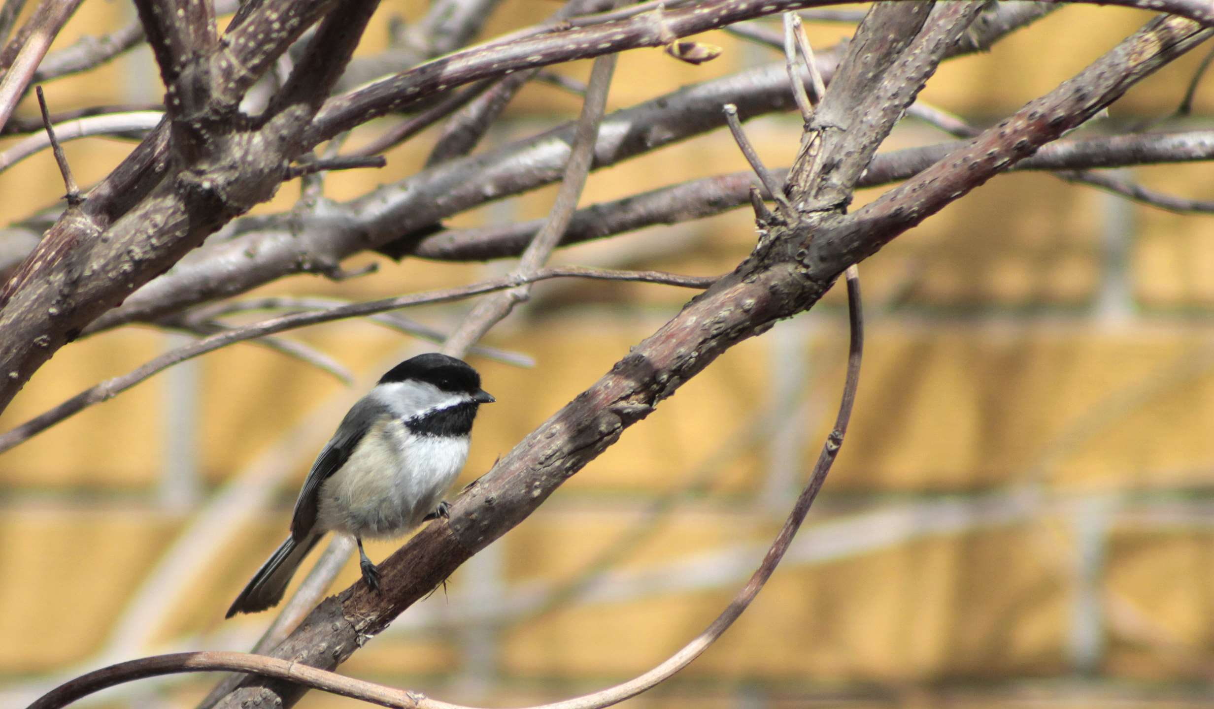 nature, mesange, no people, 1080P, bird, perching, bare tree, full length, tit, outdoors, close-up, one animal, looking, vertebrate, focus on foreground, HD Wallpaper