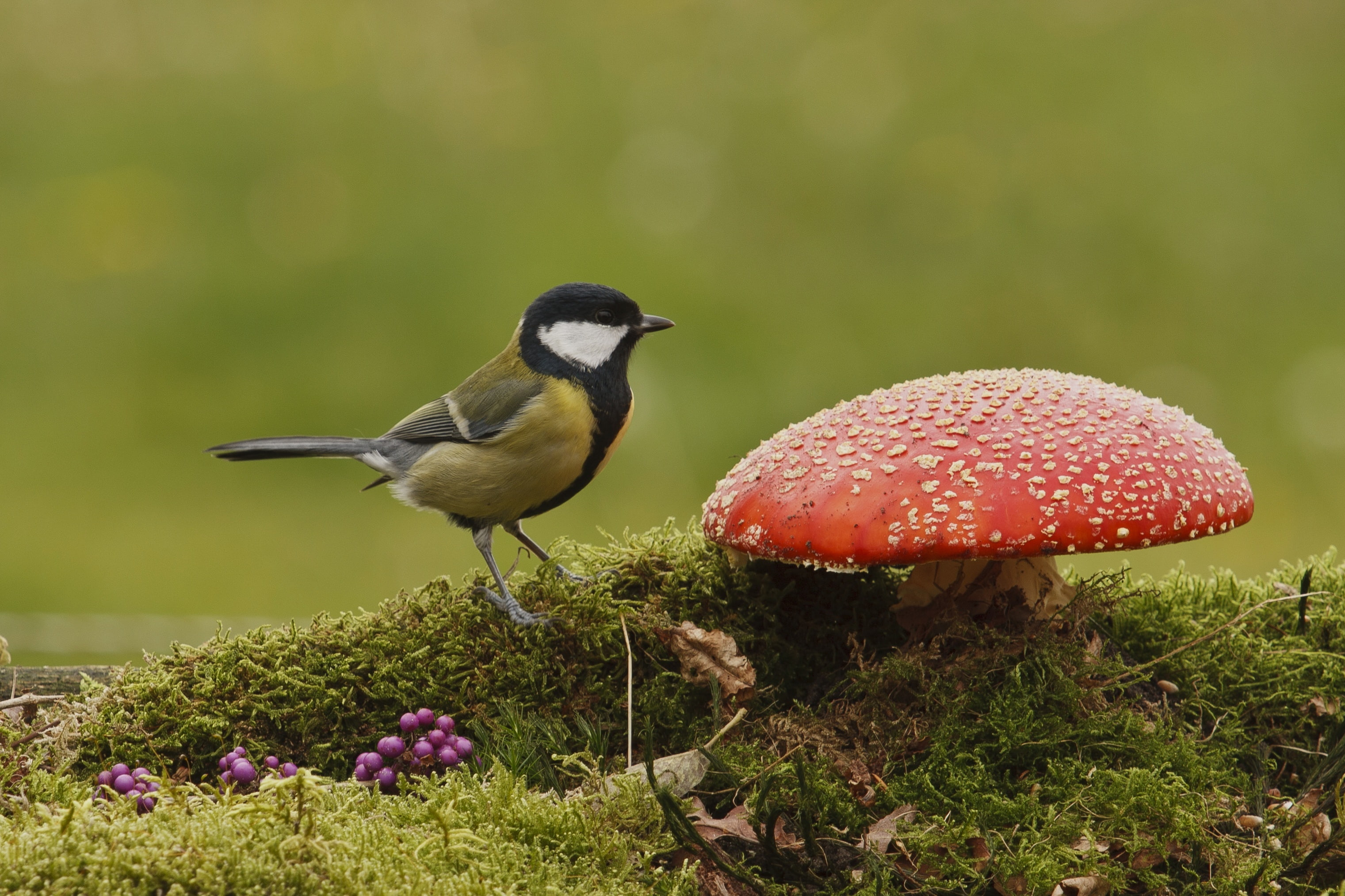 bird, animals in the wild, animal wildlife, yellow, perching, autumn, flowering plant, no people, green color, vertebrate, 2K, nature, tit, focus on foreground, HD Wallpaper