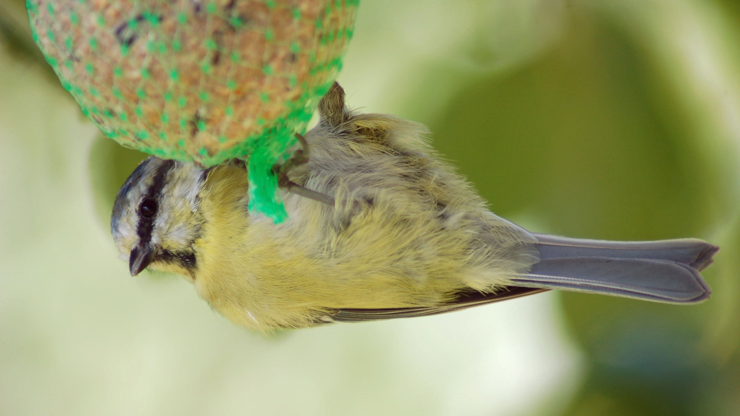 animal themes, Vey, blue, no people, one animal, plant, animal, Le, perching, green color, day, animal wildlife, focus on foreground, bird feeder, tree, HD Wallpaper