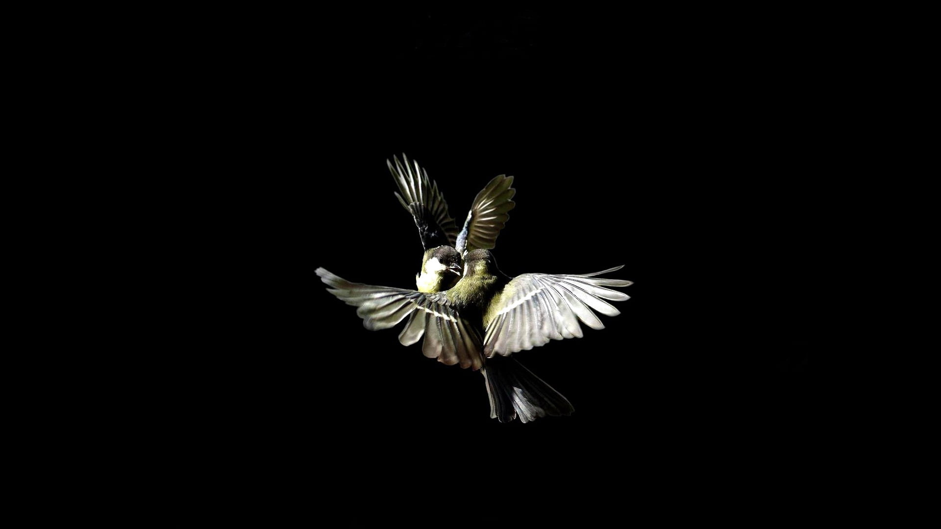 tit, no people, indoors, SPARROWS, vertebrate, BLACK, mid-air, animals in the wild, 1080P, spread wings, animal wing, animal wildlife, green, copy space, HD Wallpaper