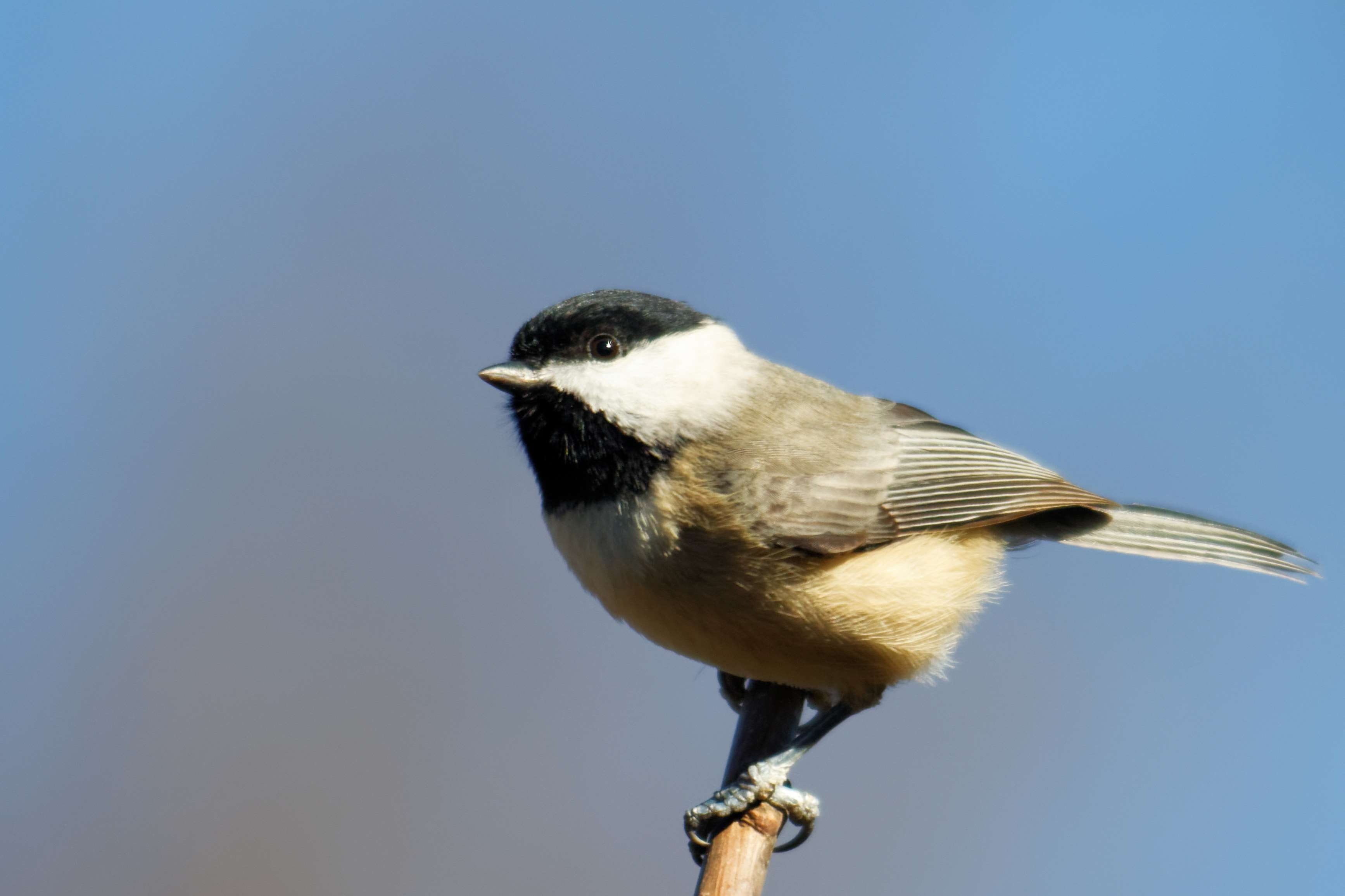 focus on foreground, songbird, animal, copy space, capped, sky, outdoors, day, no people, small, chickadee, animals in the wild, animal themes, nature, HD Wallpaper