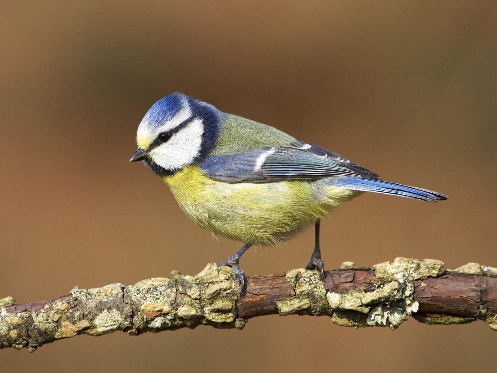 vertebrate, animal themes, bird, nature, animal, close-up, birds, focus on foreground, perching, one animal, profile view, side view, branch, songbird, HD Wallpaper