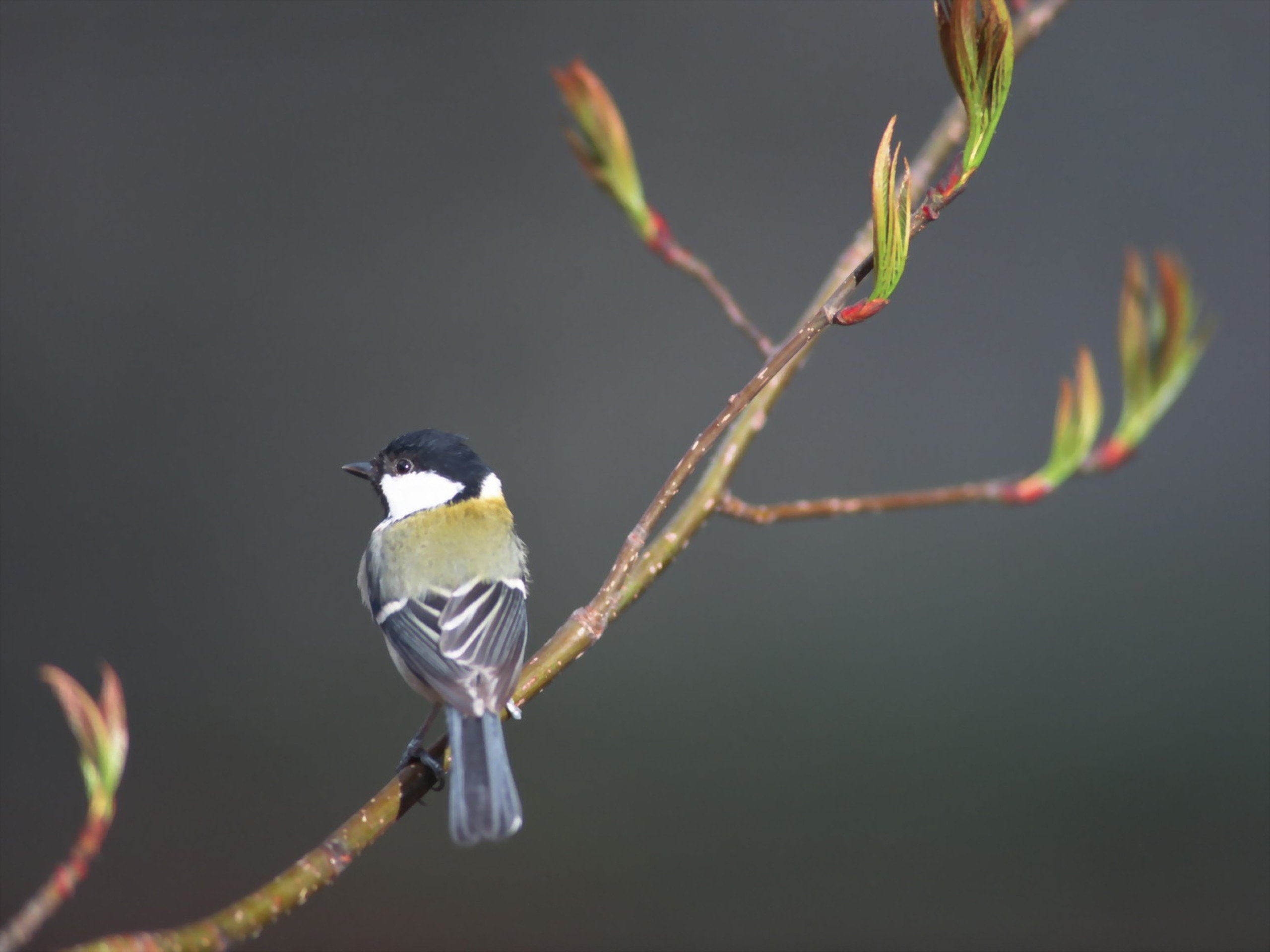 animal, animals, branch, beauty in nature, vertebrate, tree, twig, bird, animal wildlife, close-up, focus on foreground, great tit, nature, day, birds, HD Wallpaper