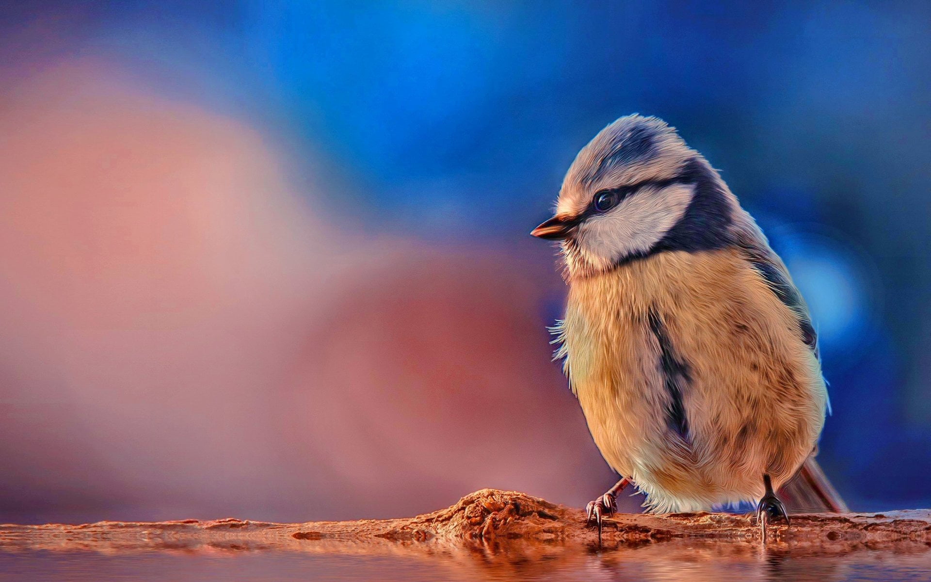 young animal, nature, songbird, perching, animal wildlife, Titmouse, Eurasian Blue Tit, beauty in nature, Birds, side view, close-up, focus on foreground, HD Wallpaper