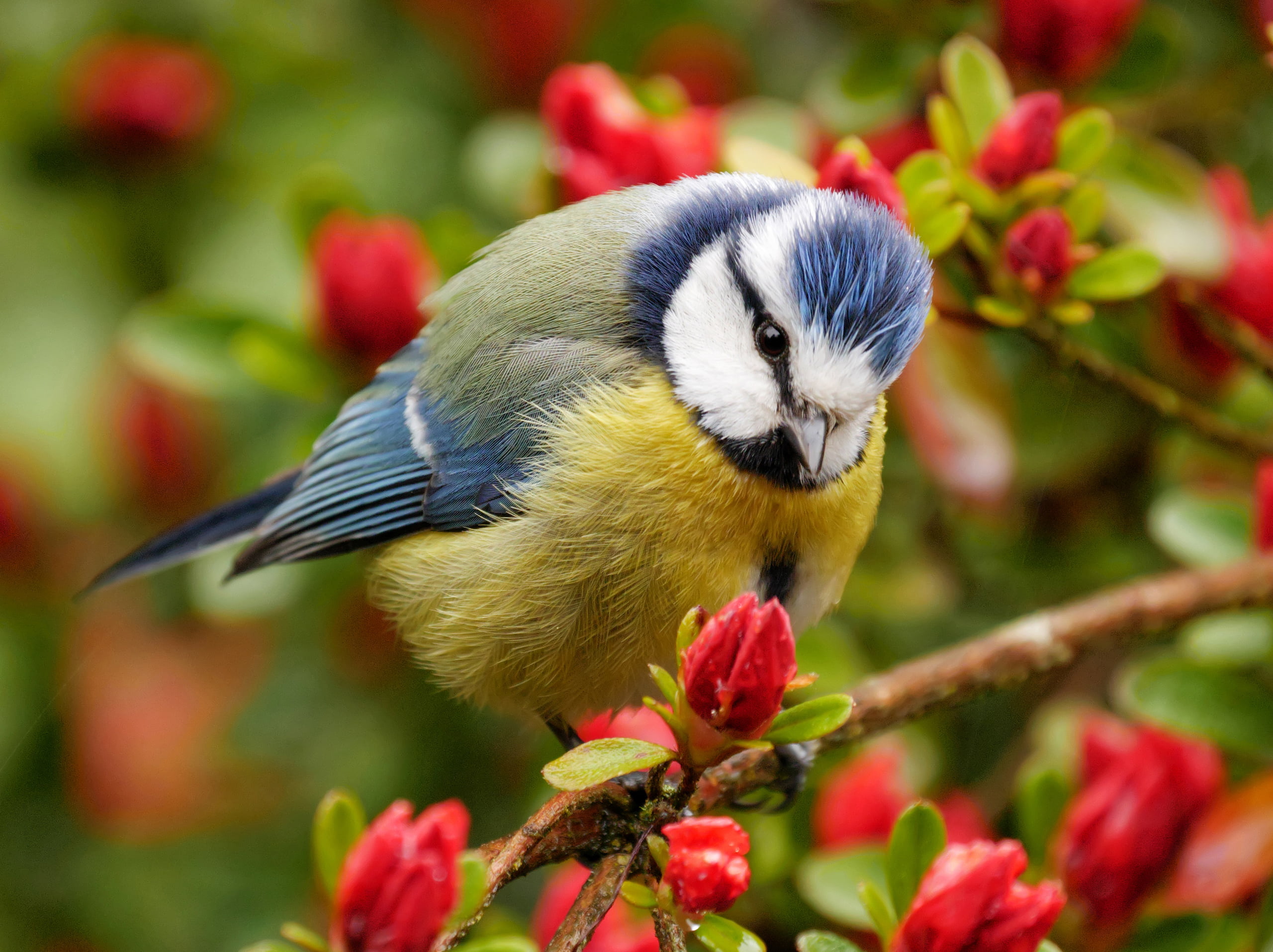 outdoors, no people, blue tit, flowering, flowering plant, tit, focus on foreground, branches, flower, animals in the wild, animal themes, perching, tree, HD Wallpaper
