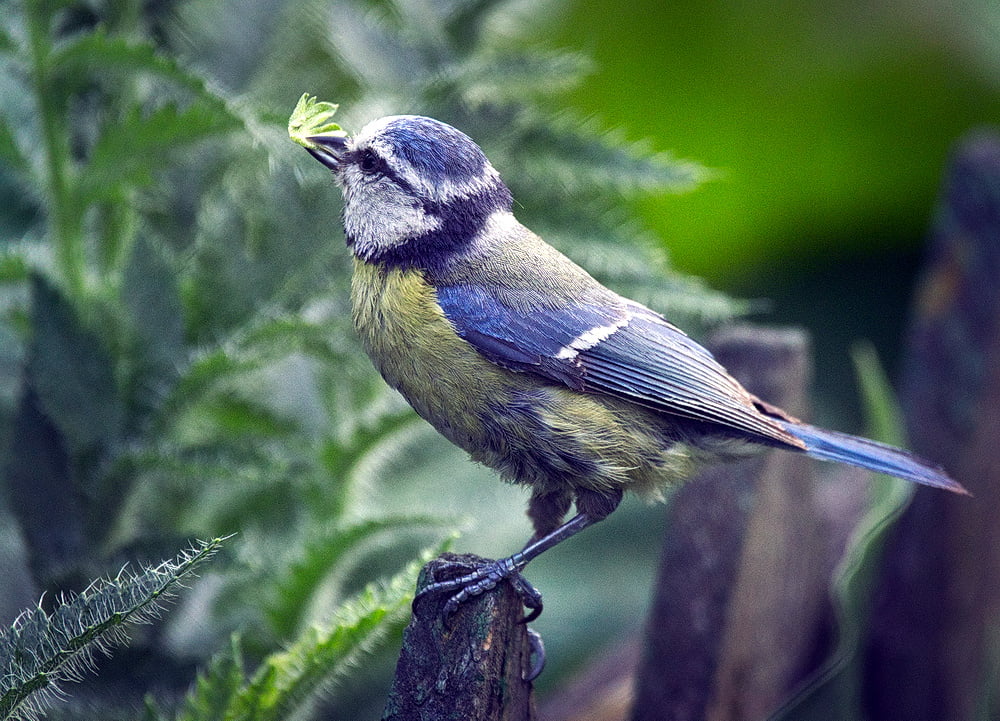 brown, beside, green leaf, branch, Cyanistes caeruleus, animal, nature, leaf, animals In The Wild, wooden, green, short, outdoors, Parus caeruleus, tit, HD Wallpaper