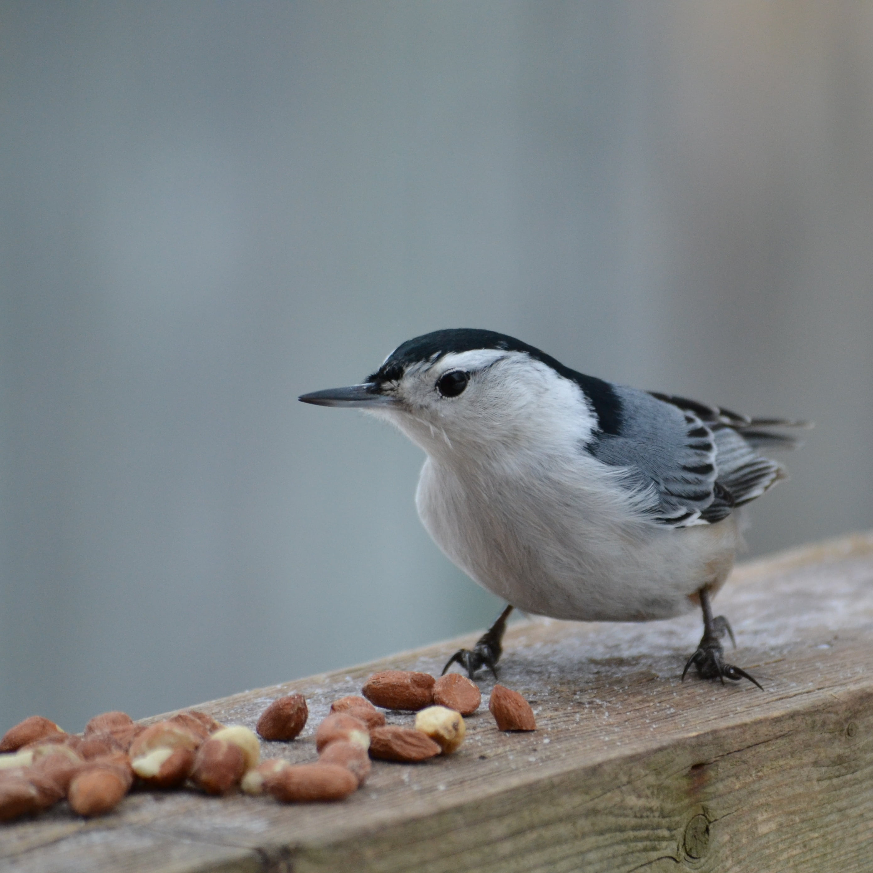 beak, Snack, feather, wildlife, 2K, nature, White-breasted Nuthatch, nuts, nuthatch, wood, Ontario, animals, tit, small, feathers, gray, bird, winter, Phone HD Wallpaper