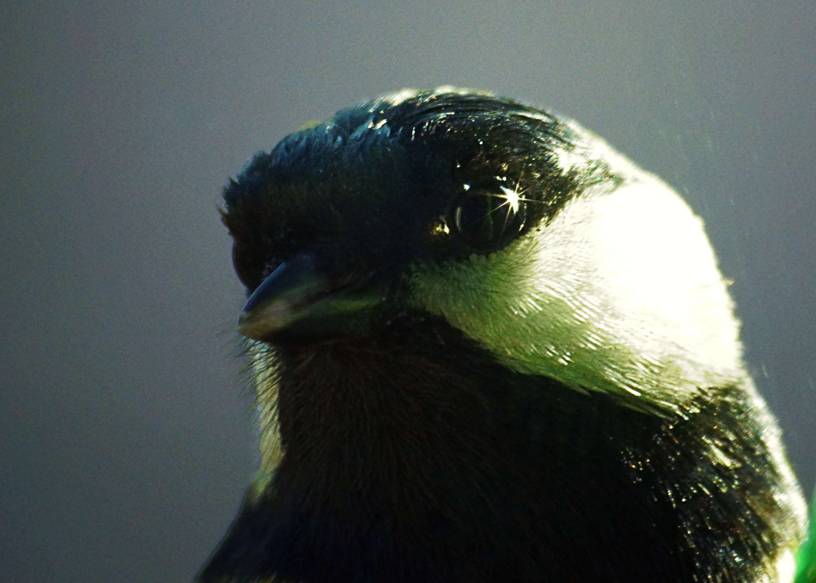 looking away, sunlight, tit, focus on foreground, outdoors, animal eye, side view, animal themes, birds, animals in the wild, portrait, one animal, profile view, HD Wallpaper