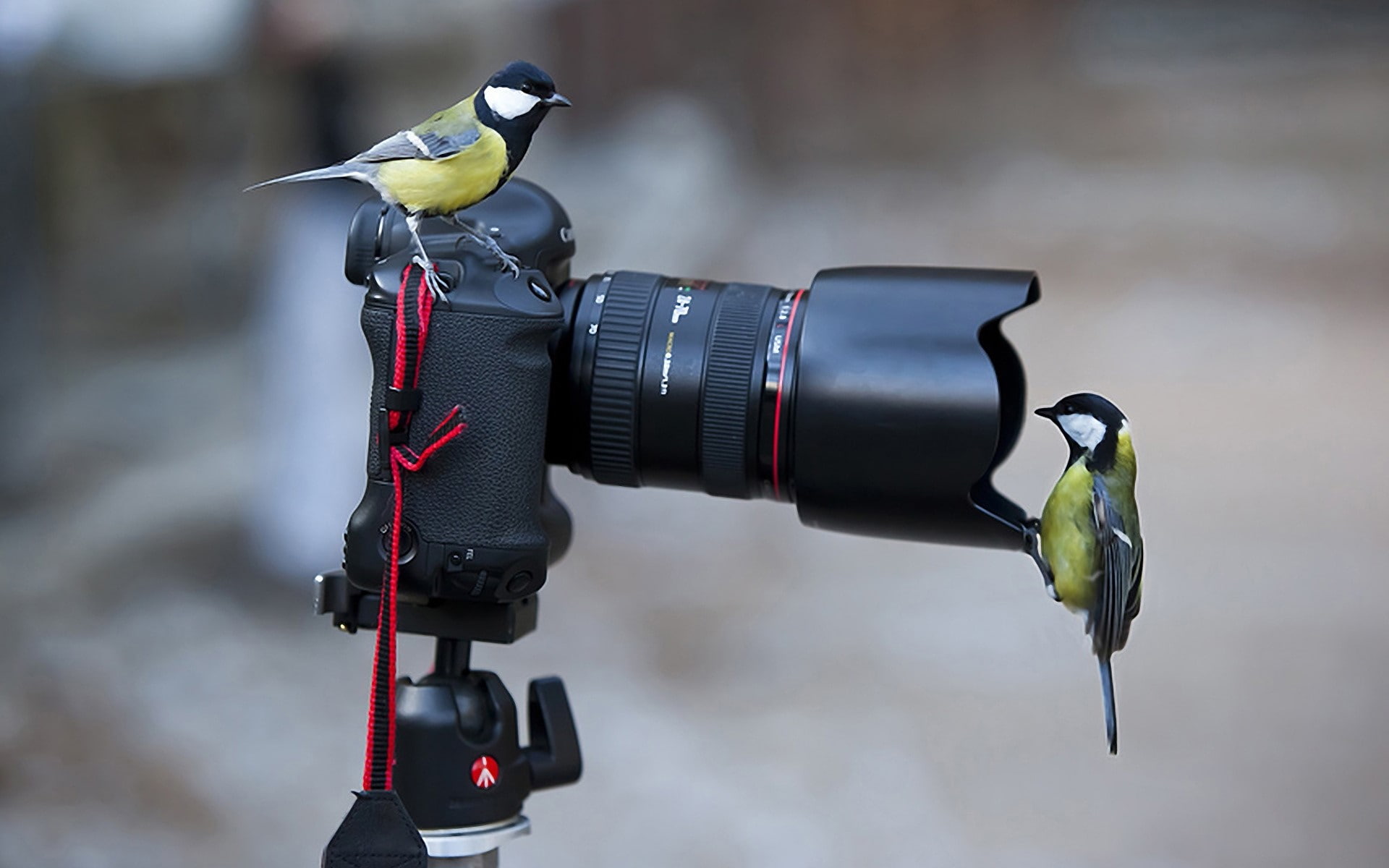 vertebrate, lens - optical instrument, camera - photographic equipment, outdoors, animal, Bird, Situation, animal themes, close-up, photographic equipment, HD Wallpaper