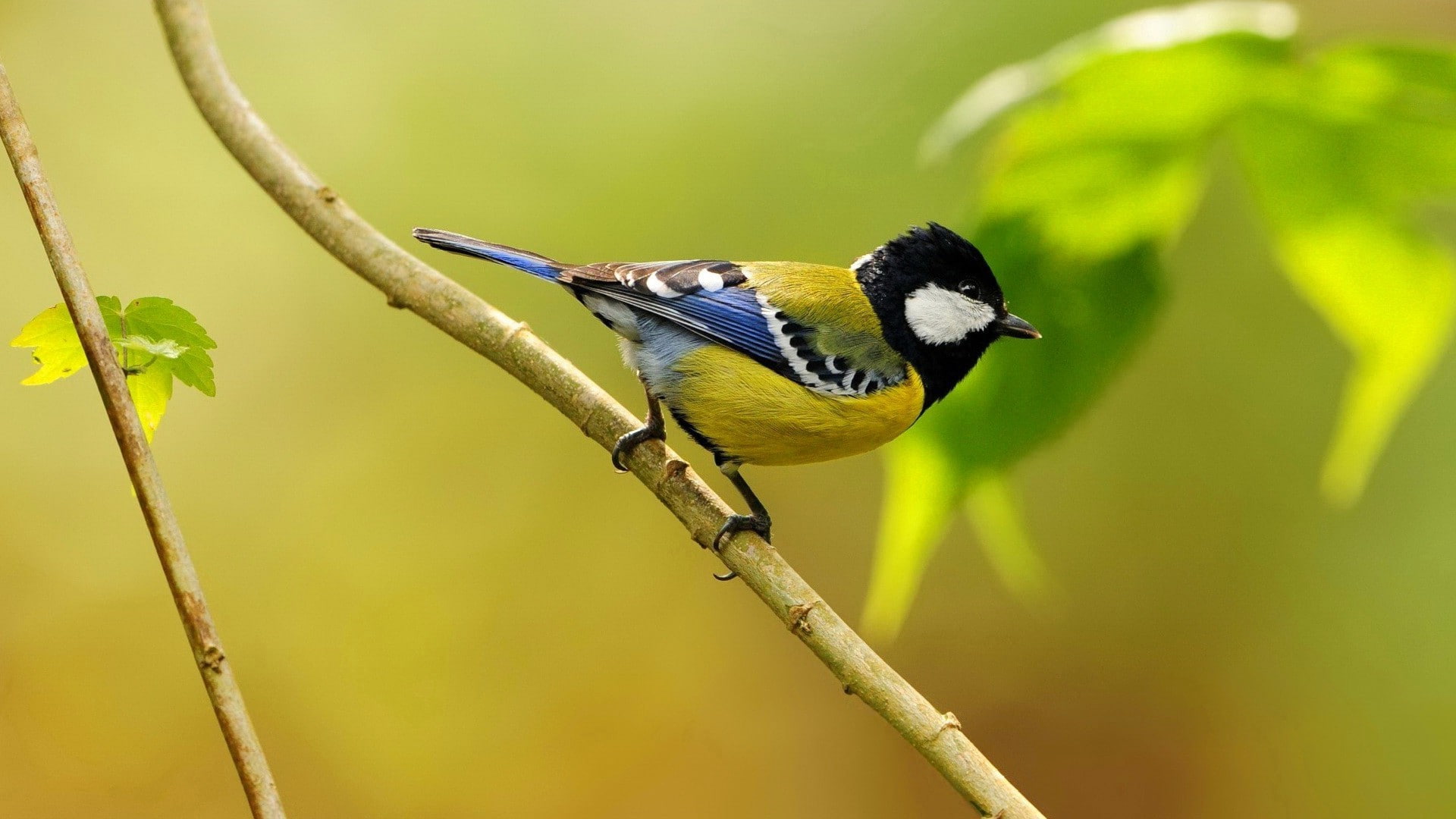 animals birds branch, no people, animal themes, animal wildlife, vertebrate, animals in the wild, focus on foreground, beauty in nature, great tit, animal, HD Wallpaper